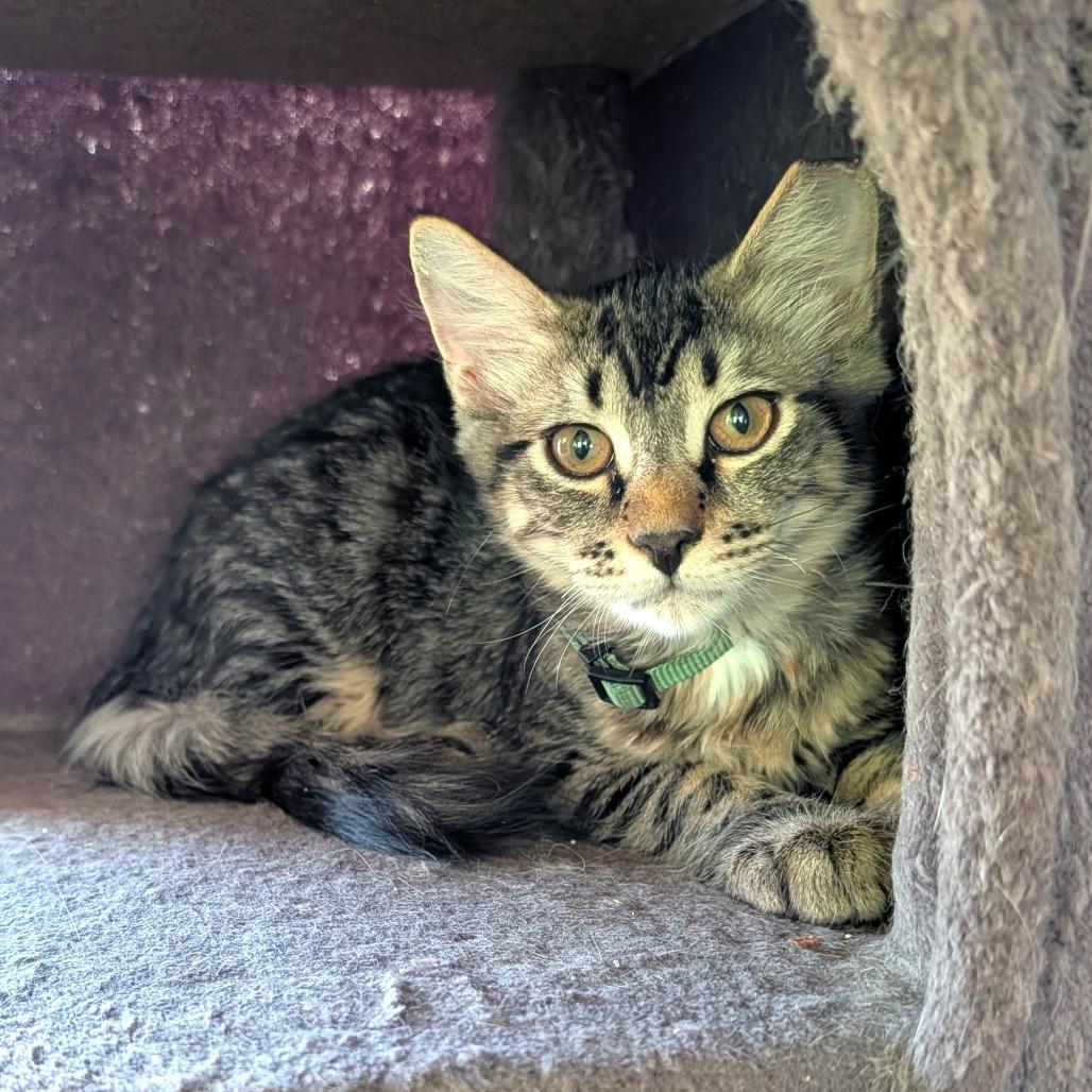 Enlarge Goose, a Adoptable Domestic Medium Hair in Washoe Valley, NV image 5/5