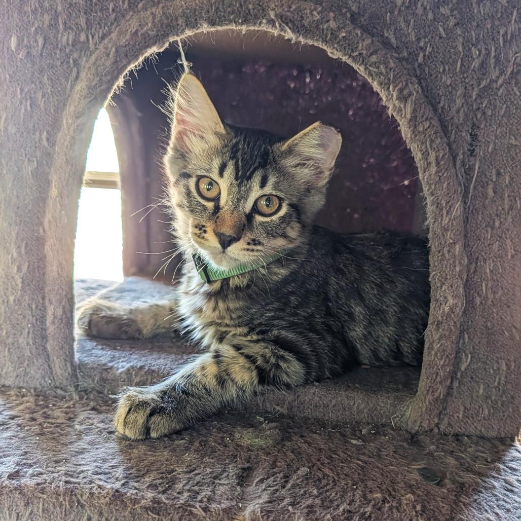 Enlarge Goose, a Adoptable Domestic Medium Hair in Washoe Valley, NV image 3/5