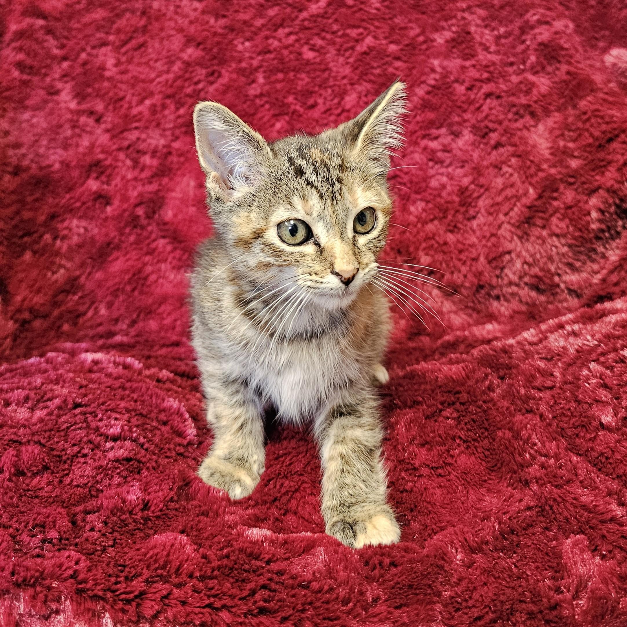 Willow, an adopted mixed breed in Searcy, AR image 5/5