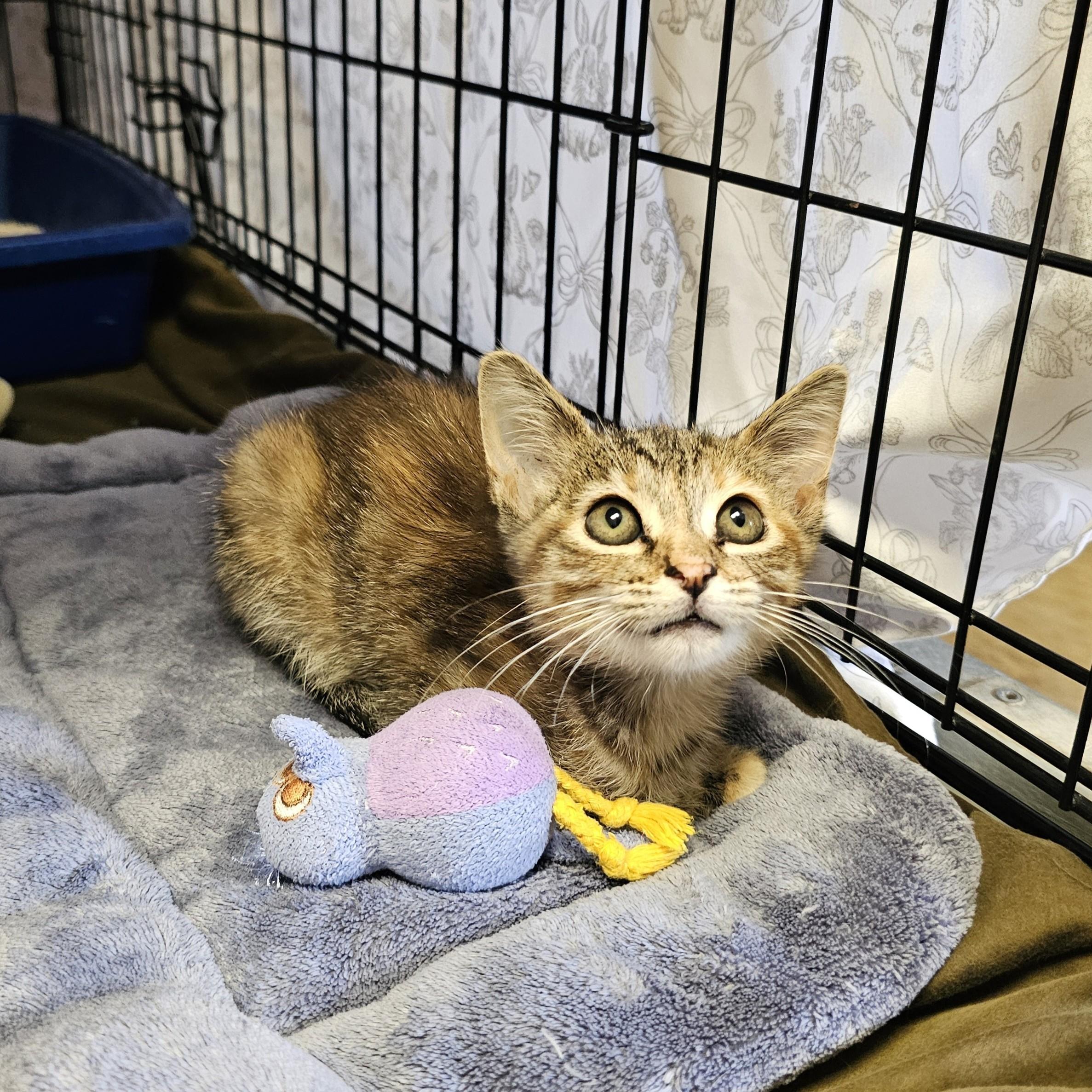 Willow, an adopted mixed breed in Searcy, AR image 2/5