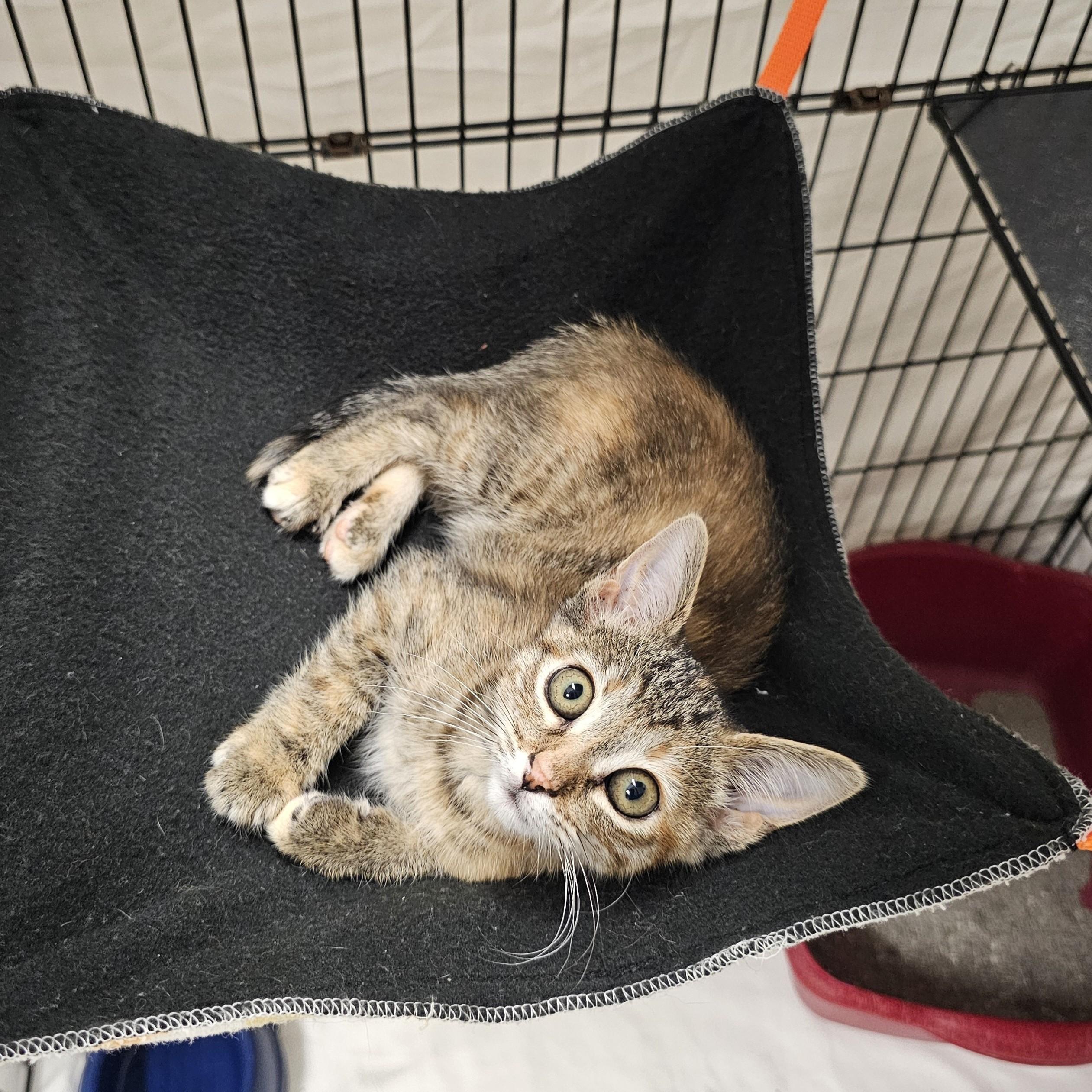 Willow, adopted, Kitten Female Domestic Short Hair & Torbie.