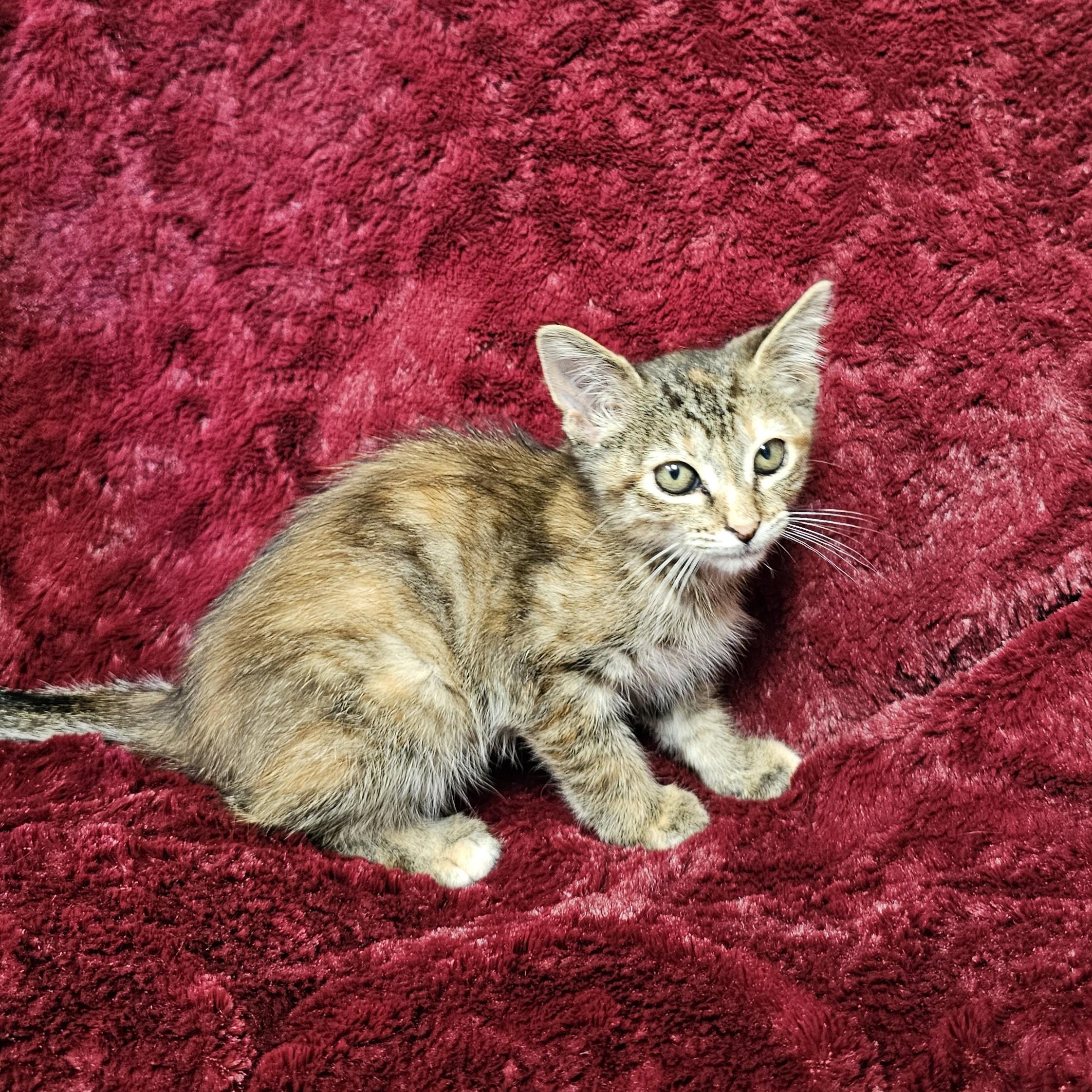 Willow, an adopted mixed breed in Searcy, AR image 3/5