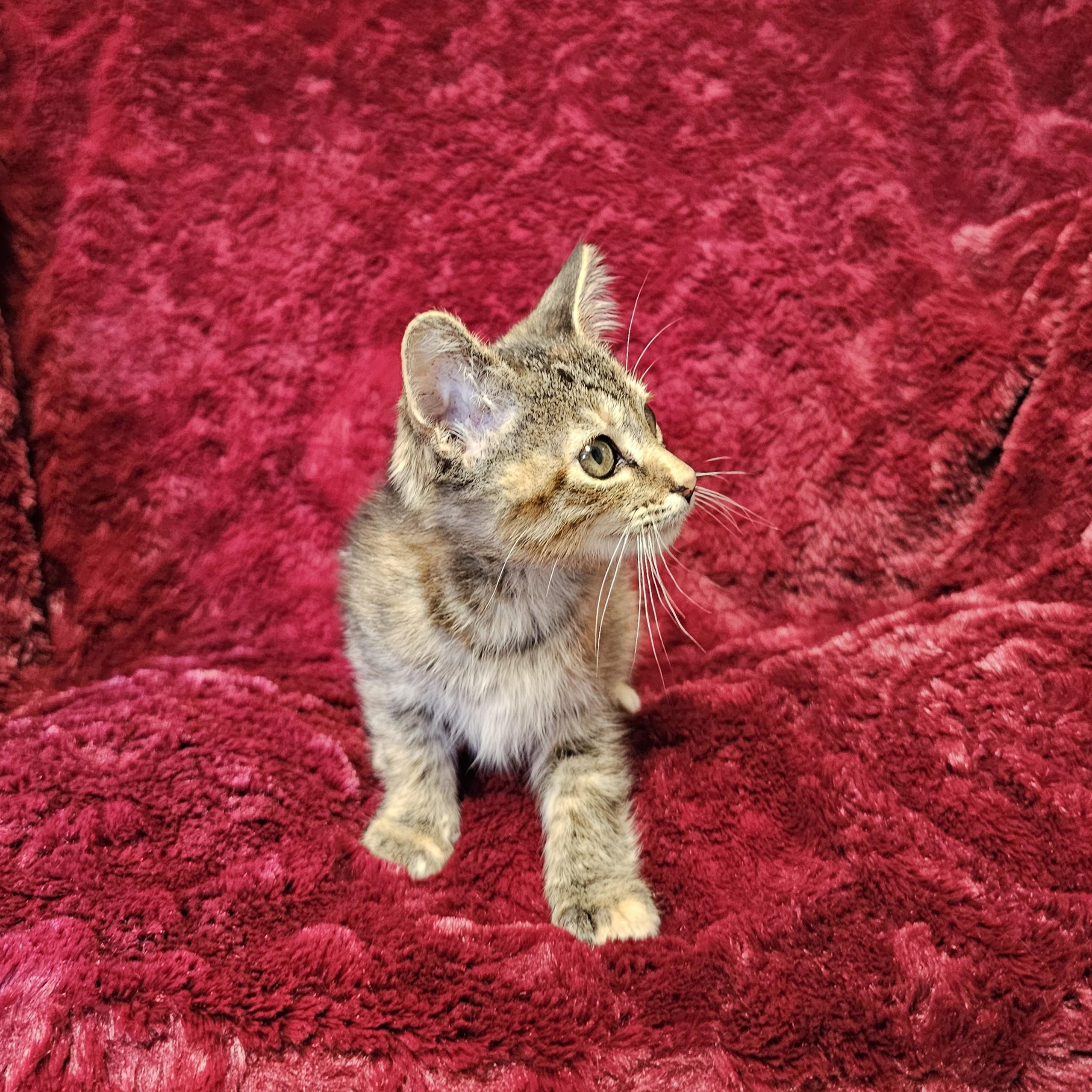 Willow, an adopted mixed breed in Searcy, AR image 4/5