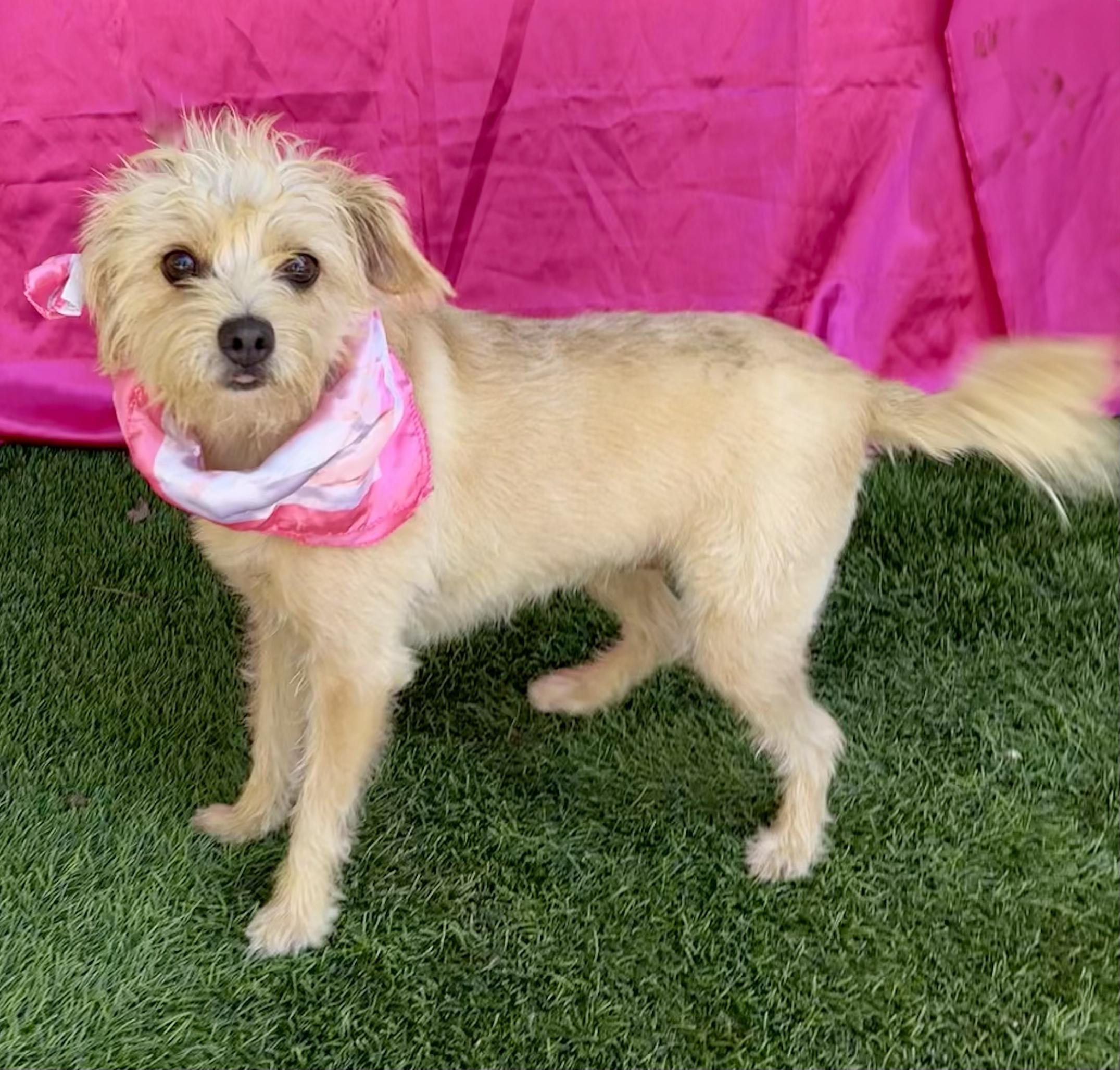 Enlarge LULU, a Adopted mixed breed in Rowland Heights, CA image 2/5