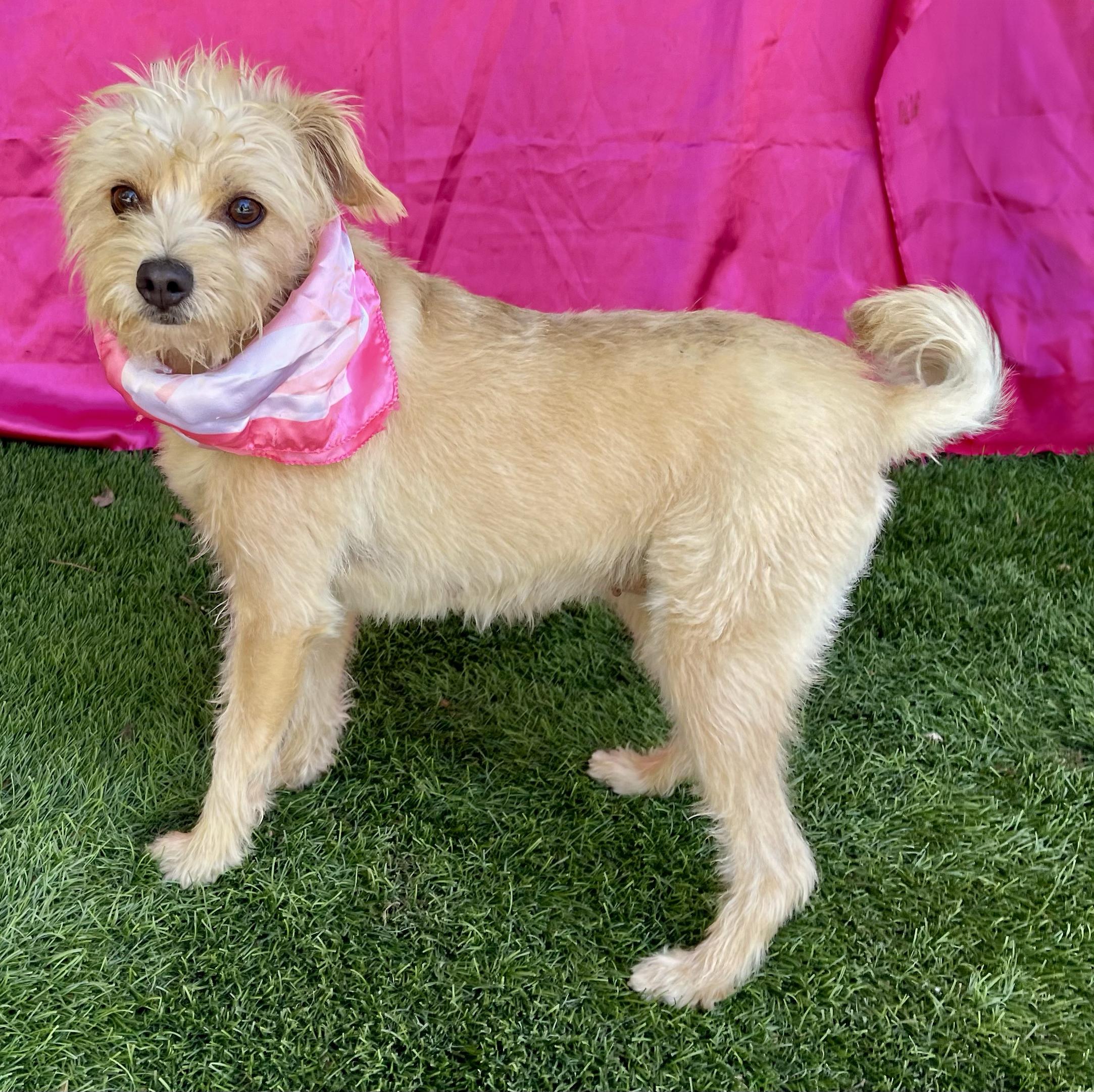 Enlarge LULU, a Adopted mixed breed in Rowland Heights, CA image 3/5