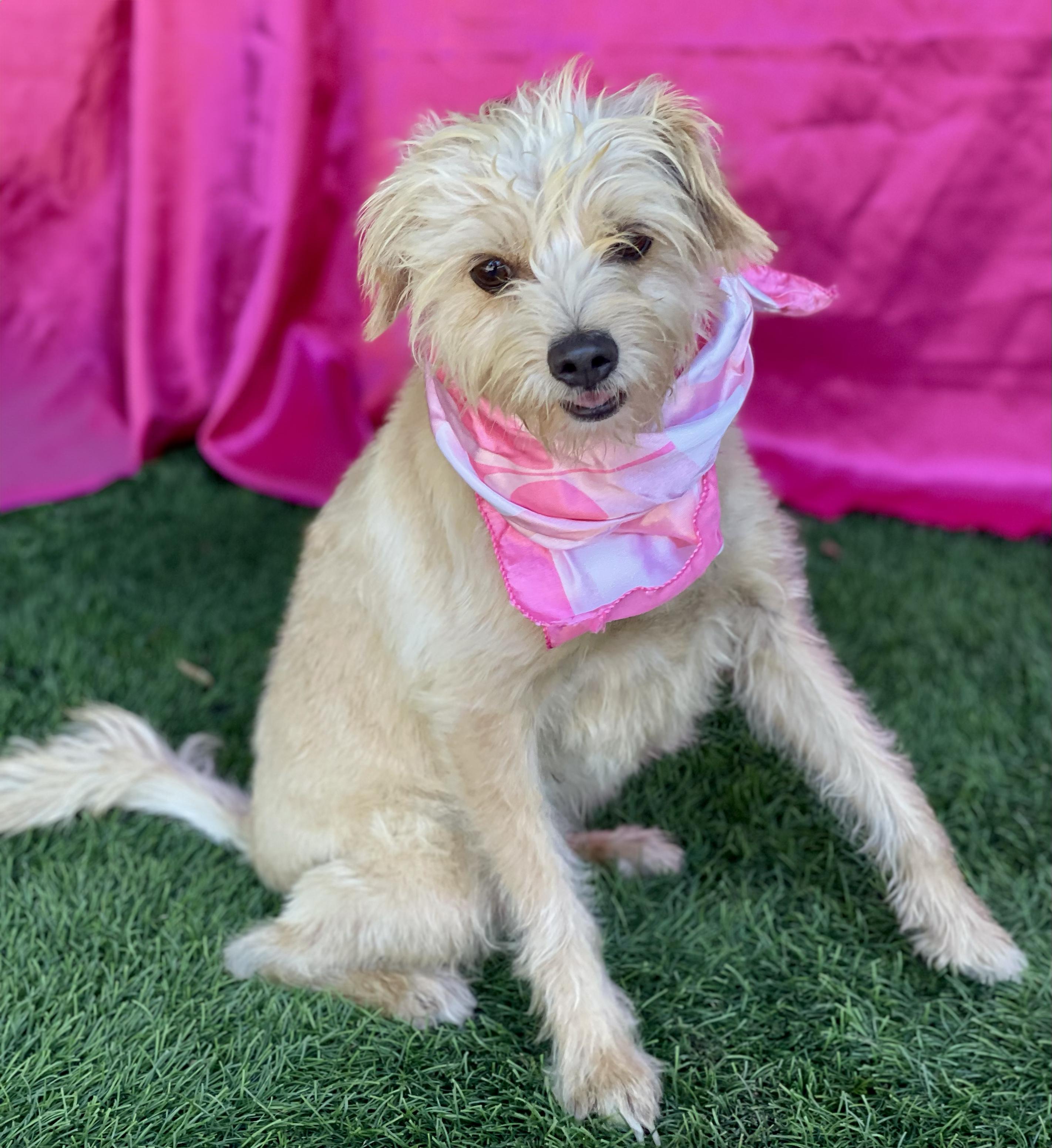 Enlarge LULU, a Adopted mixed breed in Rowland Heights, CA image 5/5