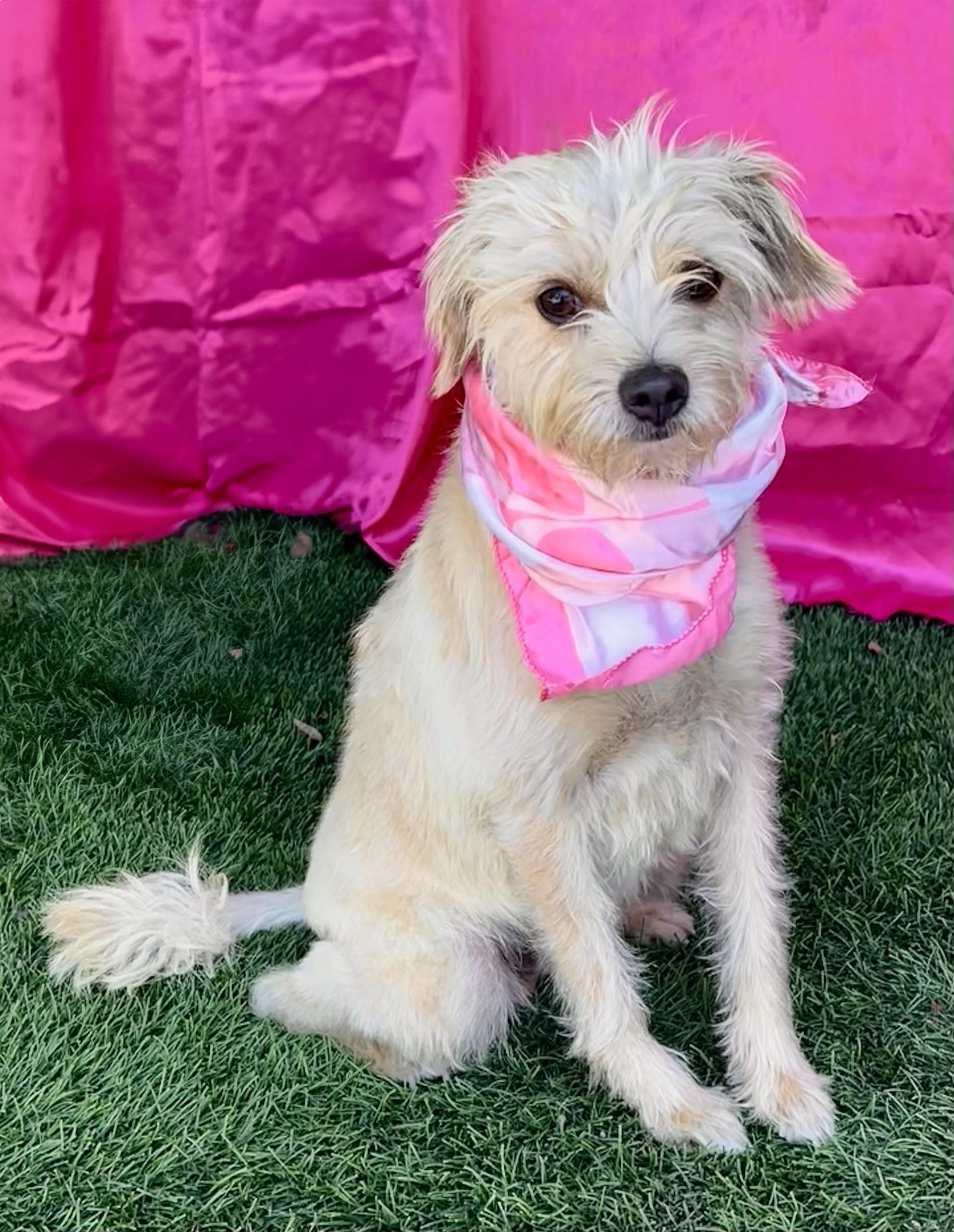 Enlarge LULU, a Adopted mixed breed in Rowland Heights, CA image 4/5