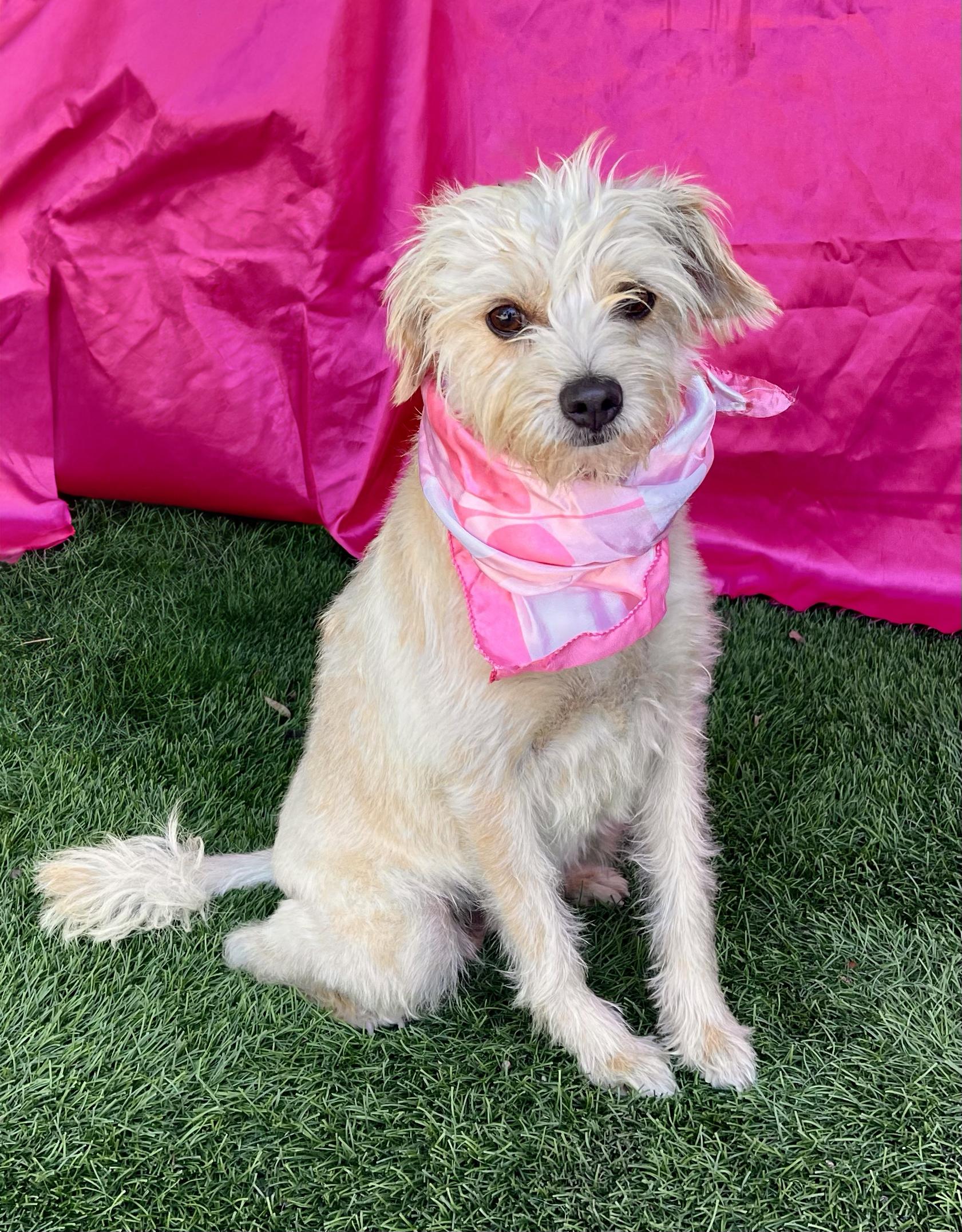 Enlarge LULU, a Adopted mixed breed in Rowland Heights, CA image 1/5