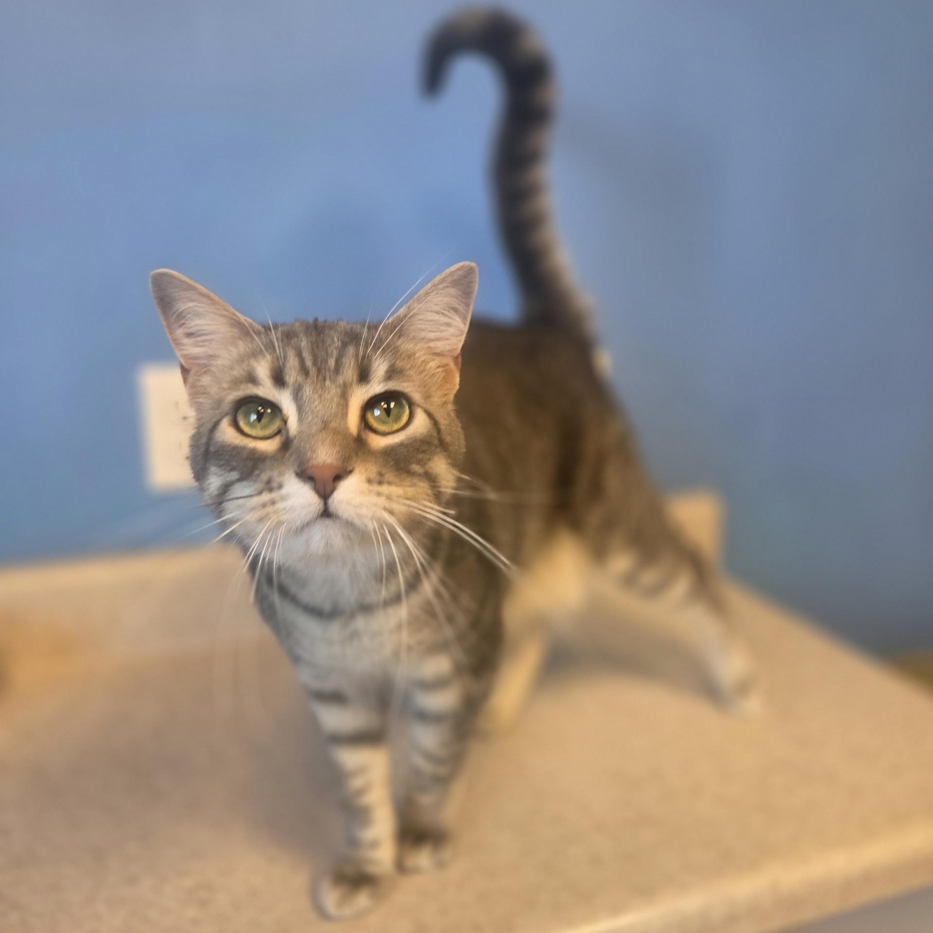 Rapunzel, ADOPTABLE, Adult Female Domestic Short Hair.