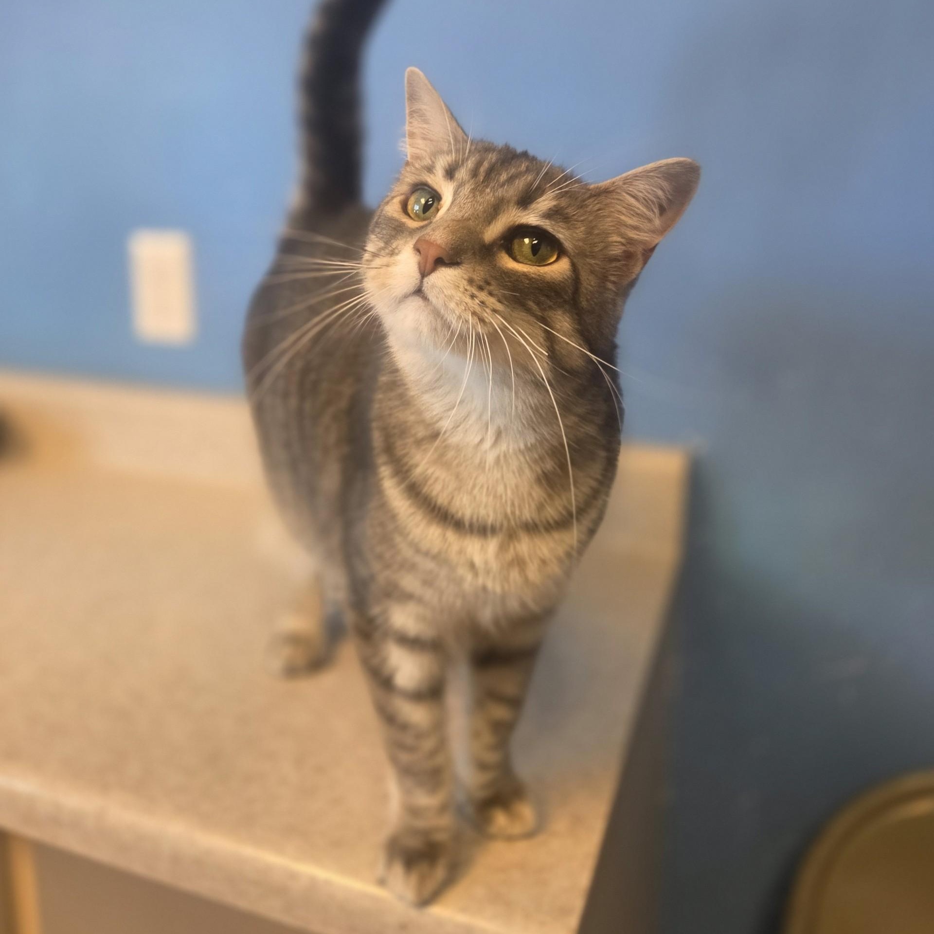 Rapunzel, a ADOPTABLE Domestic Short Hair in Brookings, SD image 2/3