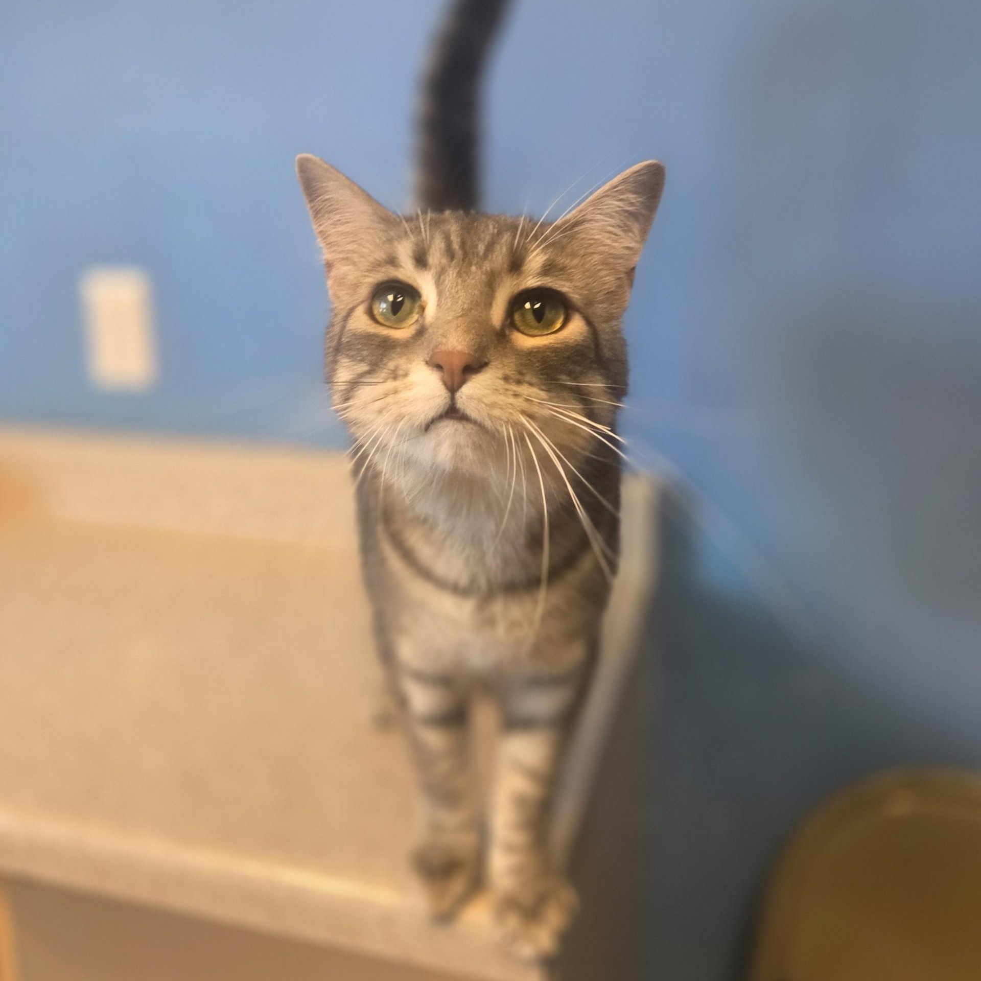 Rapunzel, a ADOPTABLE Domestic Short Hair in Brookings, SD image 3/3