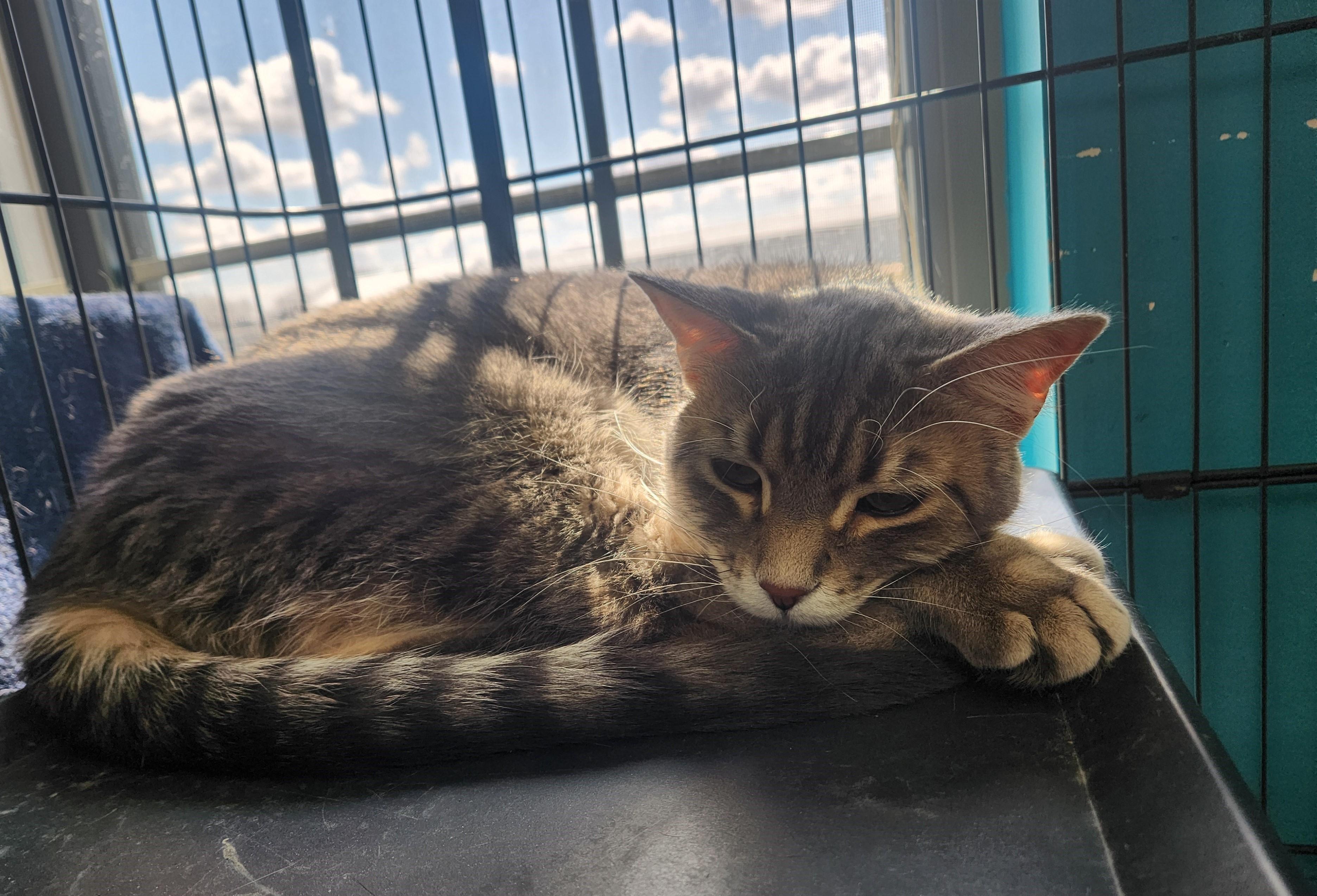 Enlarge Rapunzel, a ADOPTABLE Domestic Short Hair in Brookings, SD image 2/2