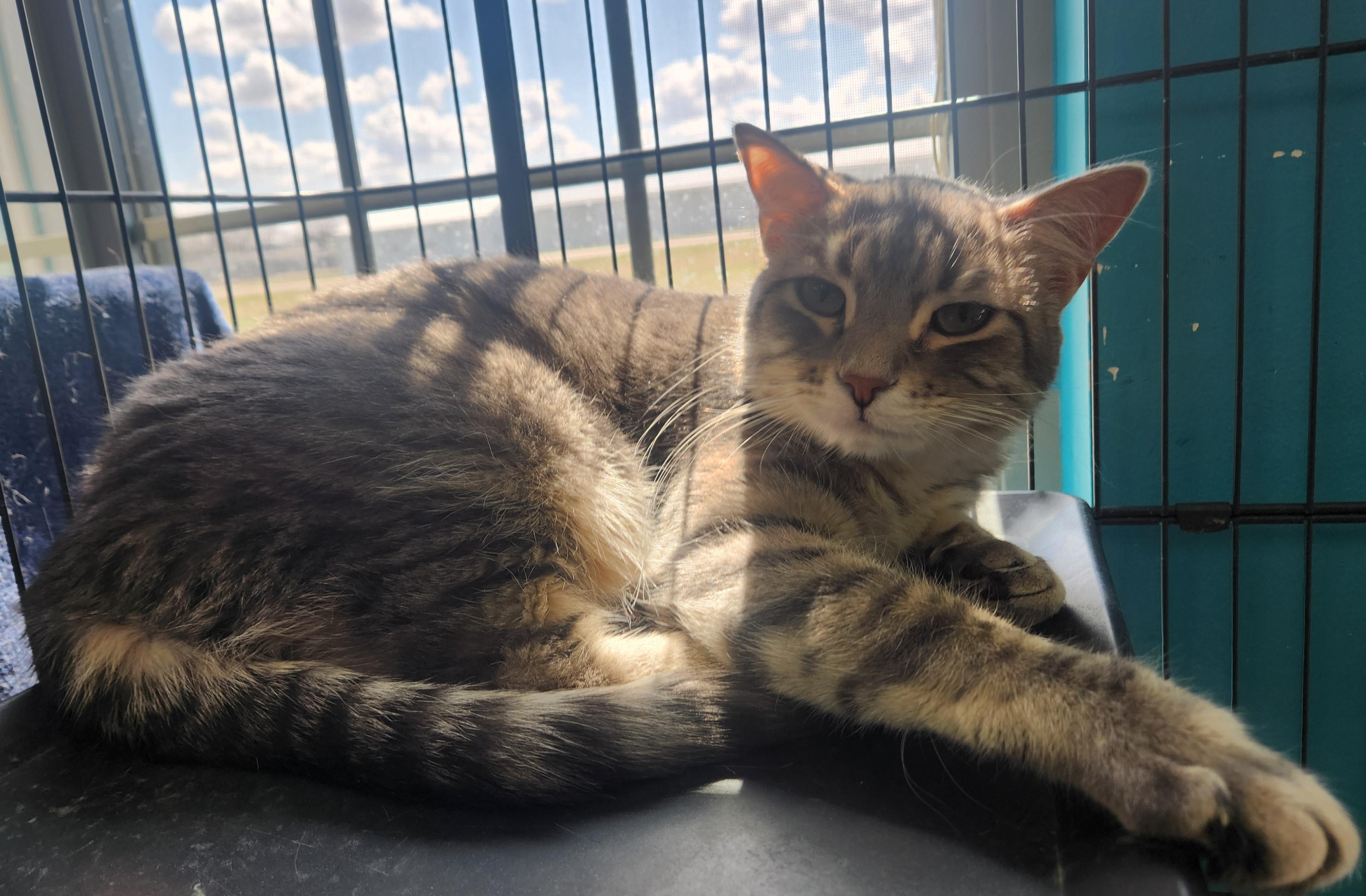 Enlarge Rapunzel, a ADOPTABLE Domestic Short Hair in Brookings, SD image 1/2