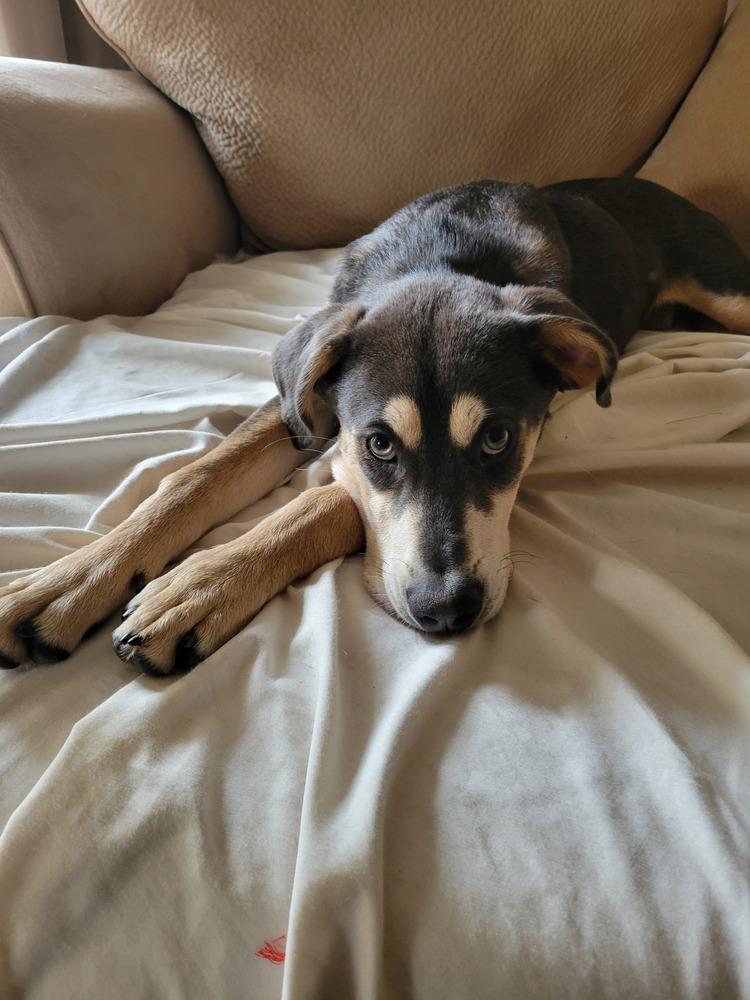 Enlarge Moby, a Adoptable mixed breed in Escondido, CA image 1/6