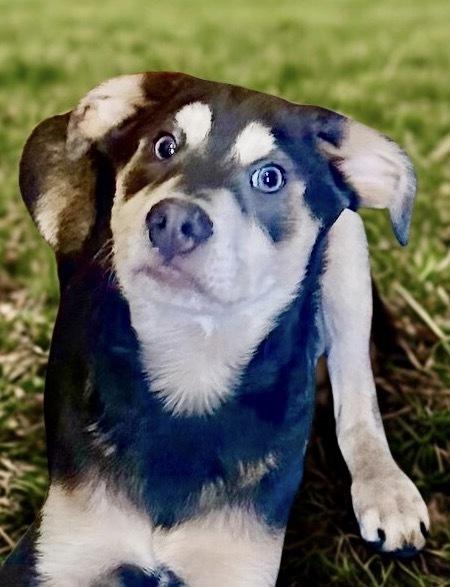 Moby, Adoptable, Puppy Male Labrador Retriever.