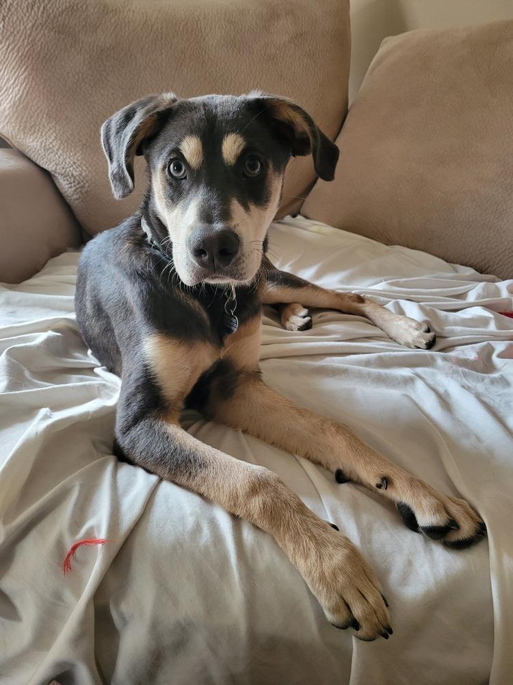 Enlarge Moby, a Adoptable mixed breed in Escondido, CA image 2/6