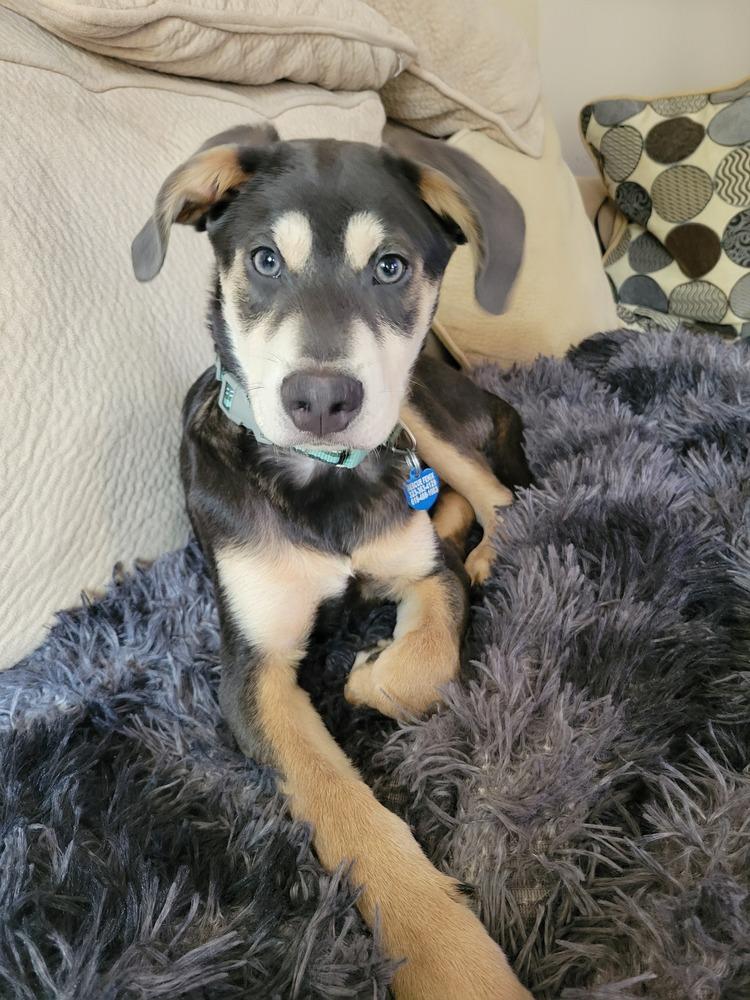 Moby, Adoptable, Puppy Male Labrador Retriever.