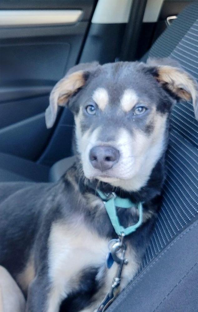 Enlarge Moby, a Adoptable mixed breed in Escondido, CA image 2/5