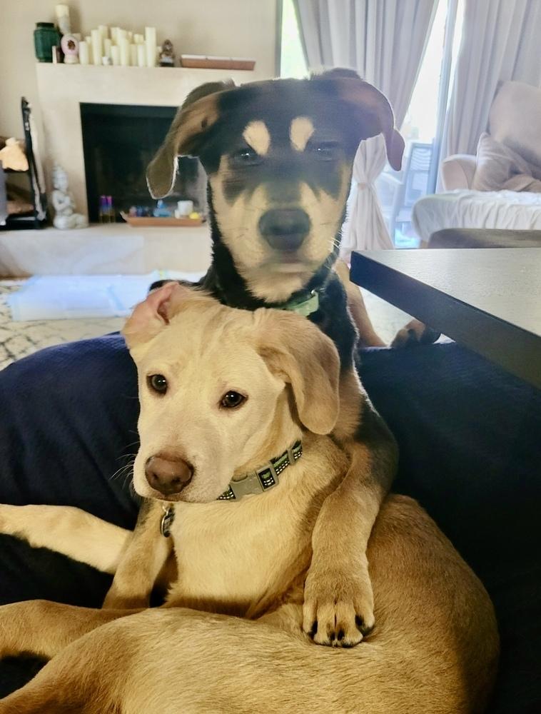 Enlarge Moby, a Adoptable mixed breed in Escondido, CA image 3/5