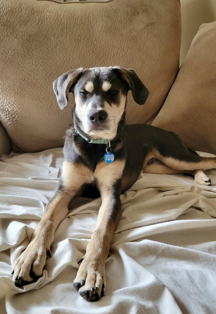 Enlarge Moby, a Adoptable mixed breed in Escondido, CA image 5/6