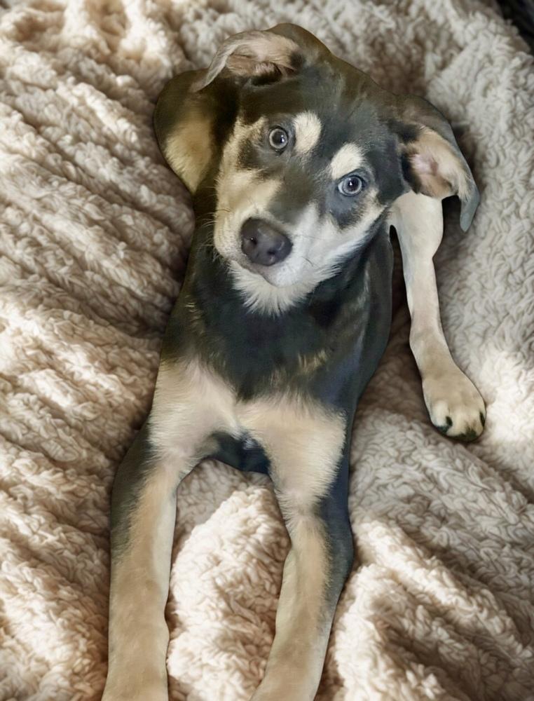 Enlarge Moby, a Adoptable mixed breed in Escondido, CA image 4/5