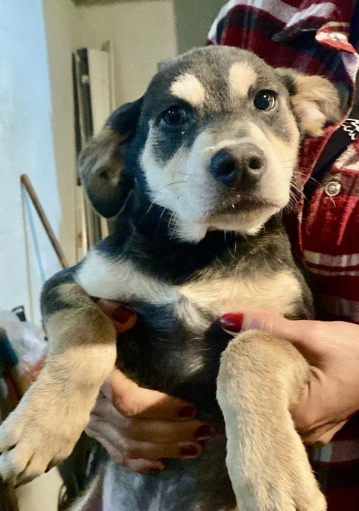 Enlarge Moby, a Adoptable mixed breed in Escondido, CA image 1/1