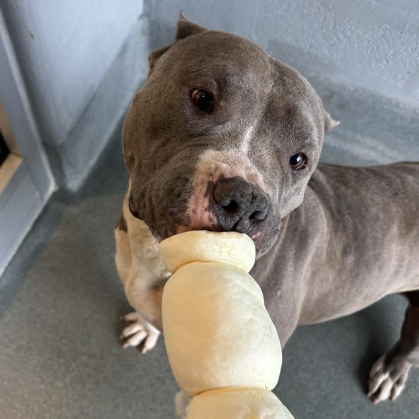 Enlarge 25-01739 DOVE, a Adoptable Pit Bull Terrier in Fredericksburg, VA image 1/1