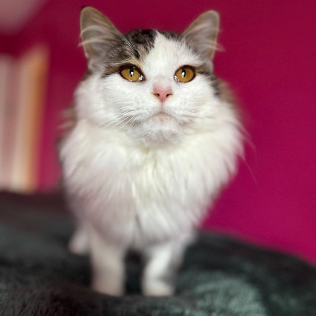 Glacier, Adoptable, Young Female Domestic Long Hair.