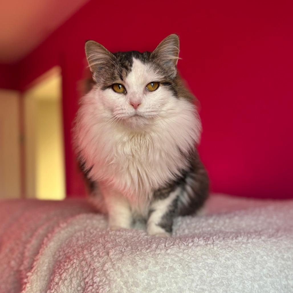 Enlarge Glacier, a Adoptable Domestic Long Hair in Louisville, KY image 2/6