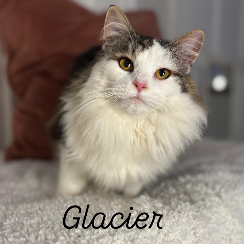 Enlarge Glacier, a Adoptable Domestic Long Hair in Louisville, KY image 3/6