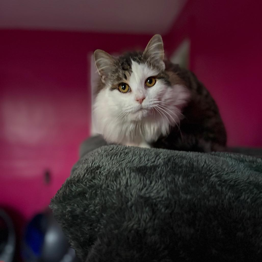 Enlarge Glacier, a Adoptable Domestic Long Hair in Louisville, KY image 4/6