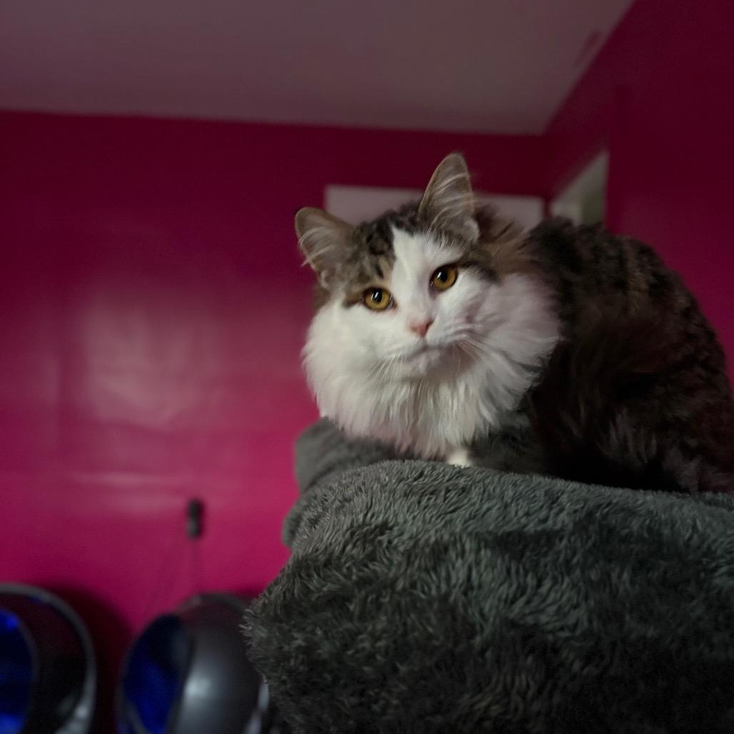 Enlarge Glacier, a Adoptable Domestic Long Hair in Louisville, KY image 5/6