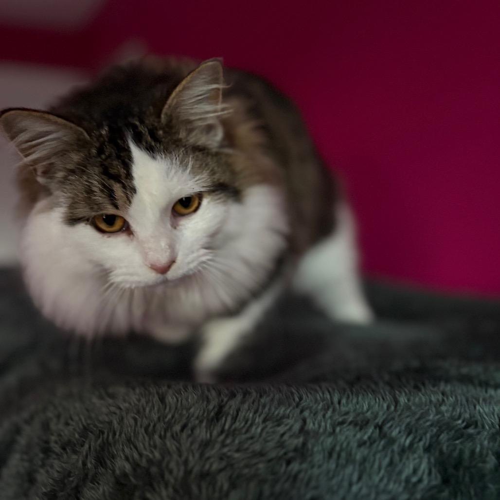 Enlarge Glacier, a Adoptable Domestic Long Hair in Louisville, KY image 6/6