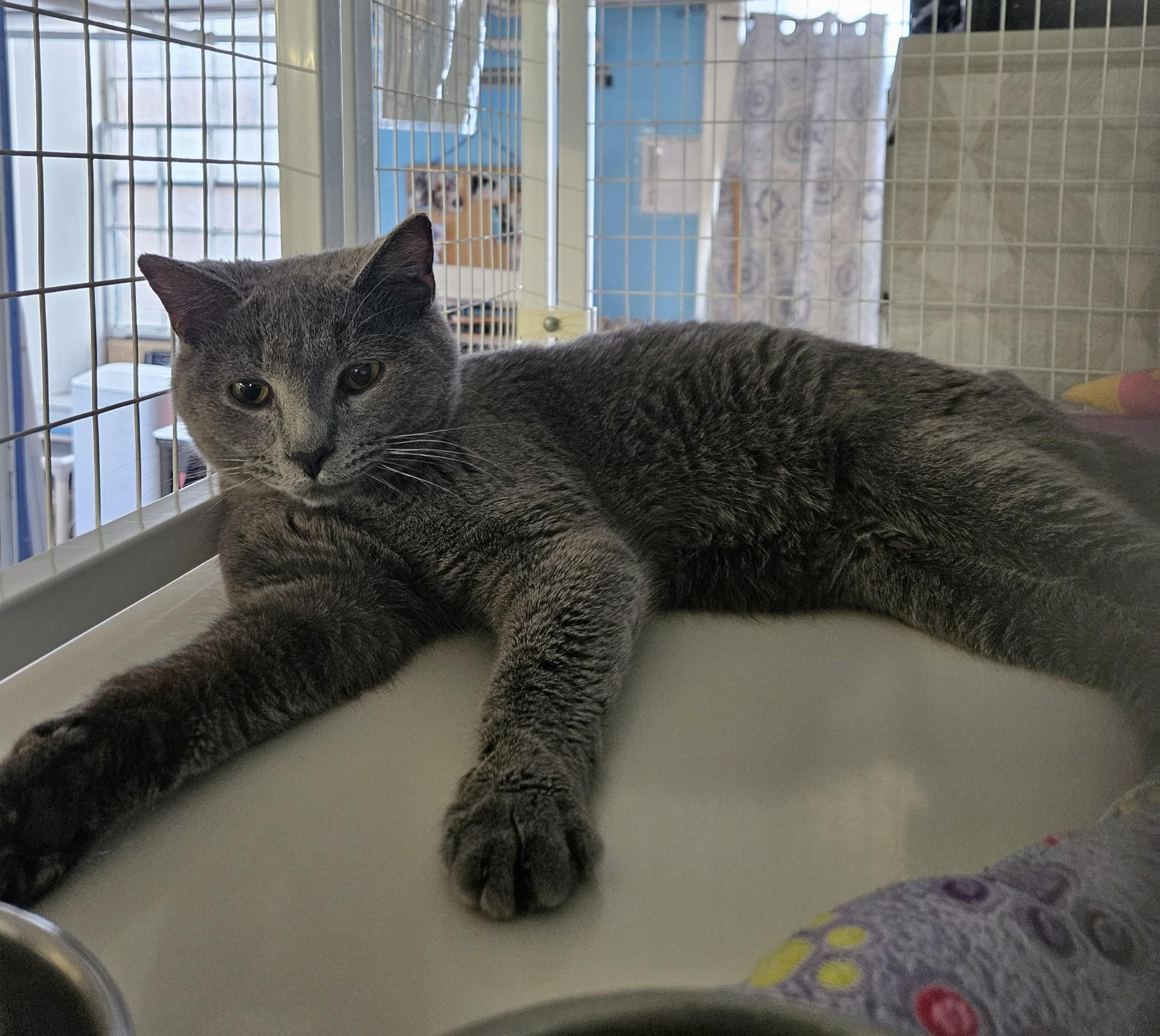 Norris, ADOPTABLE, Adult Male Domestic Short Hair.