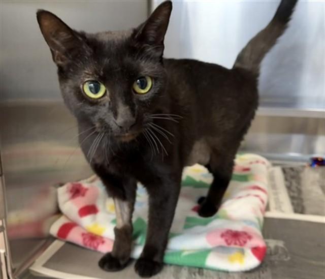 RENI, Adoptable, Young Female Domestic Short Hair.