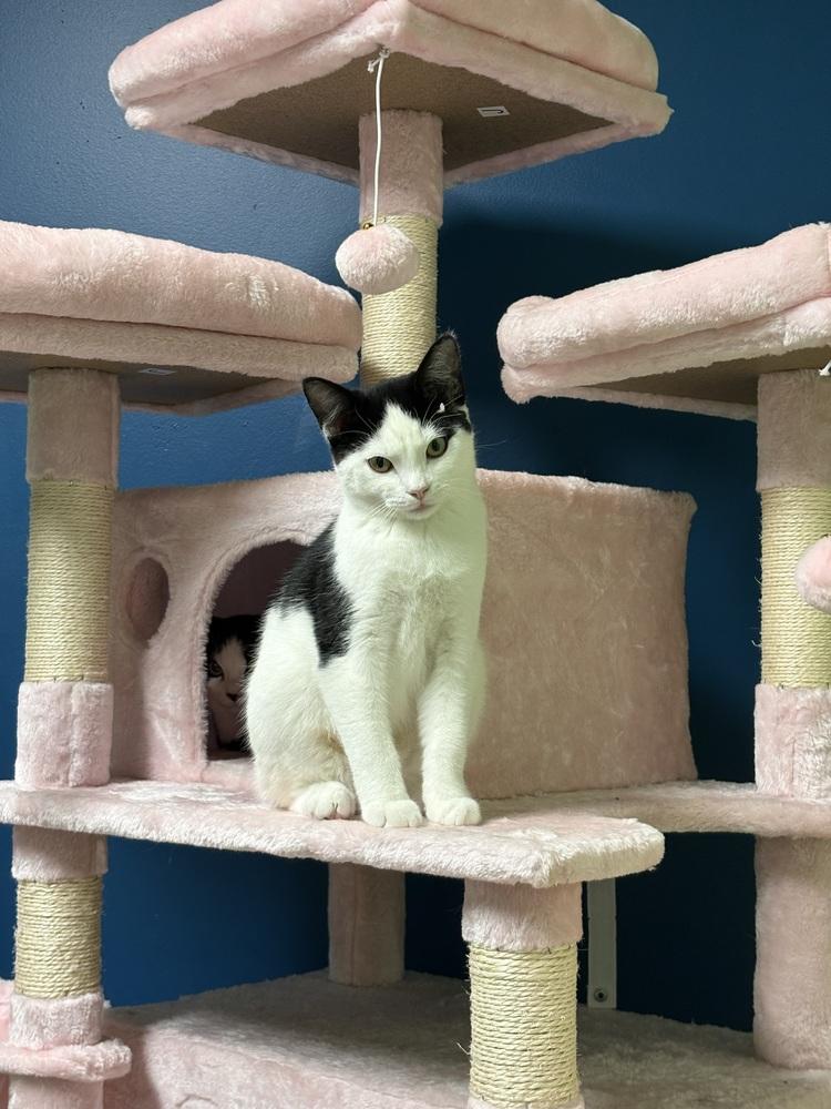 Enlarge Bela Lugosi, a Adoptable mixed breed in Warren, CT image 6/6