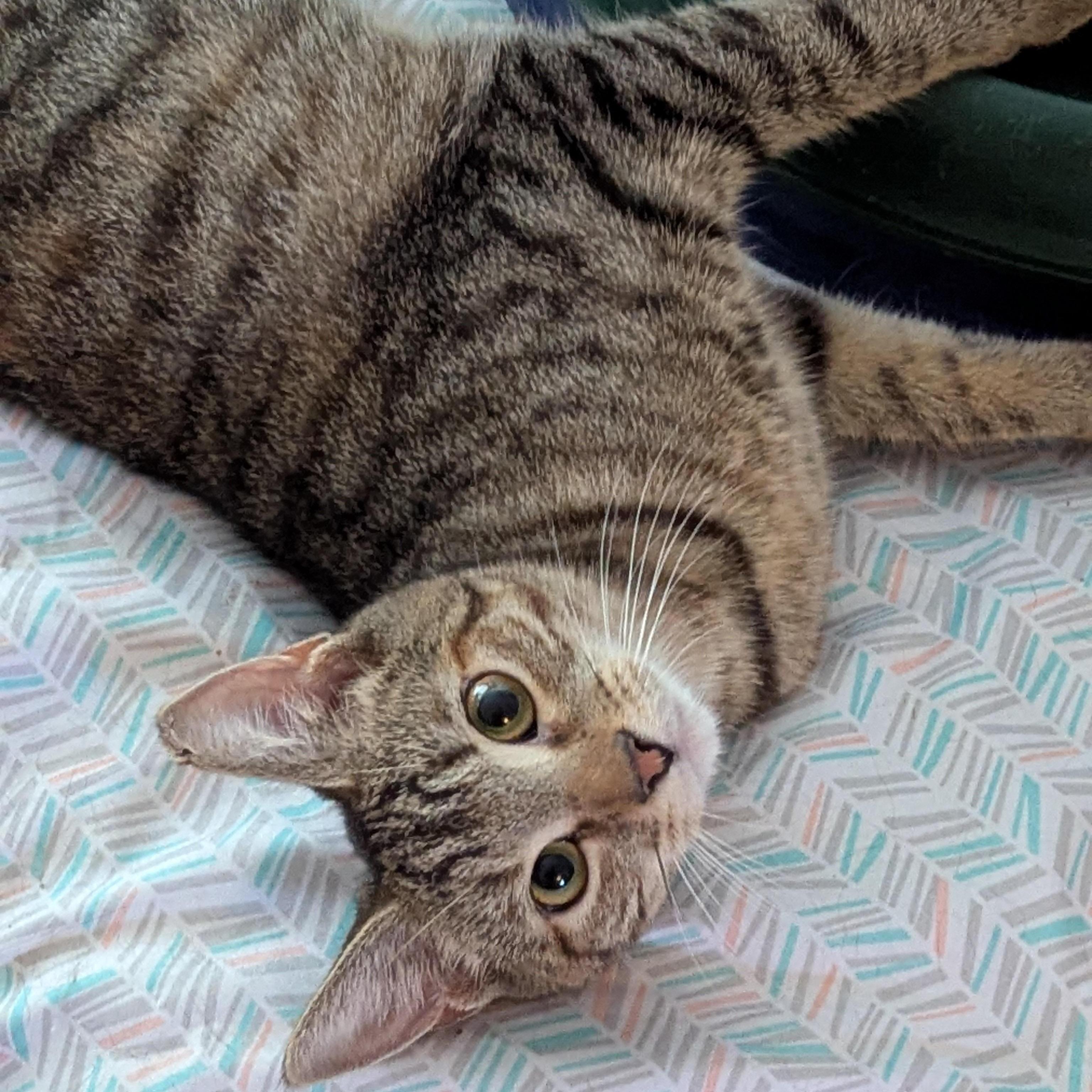 Daffodil   -  lap cat, ADOPTABLE, Young Female Tabby & Domestic Short Hair.