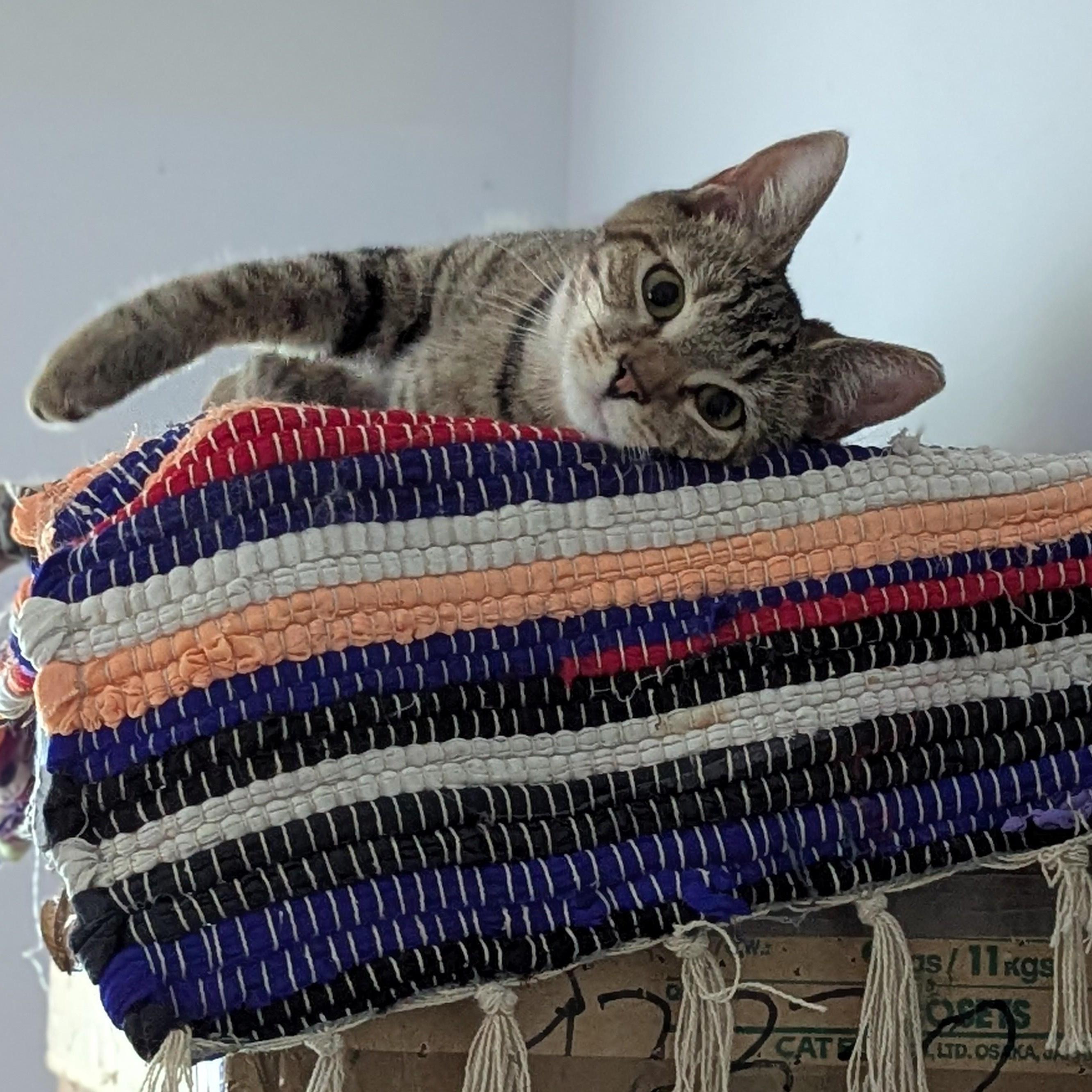 Enlarge Daffodil   -  lap cat, a ADOPTABLE mixed breed in Independence, OH image 4/4