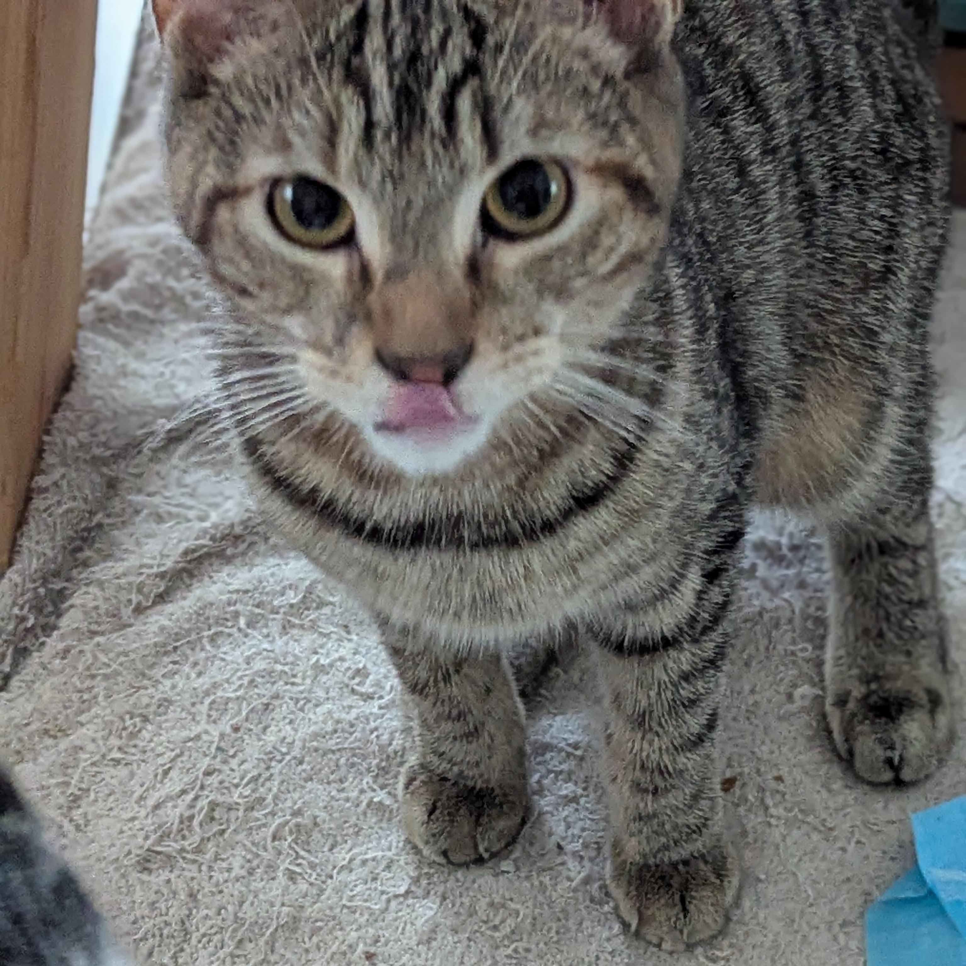 Enlarge Daffodil   -  lap cat, a ADOPTABLE mixed breed in Independence, OH image 3/4