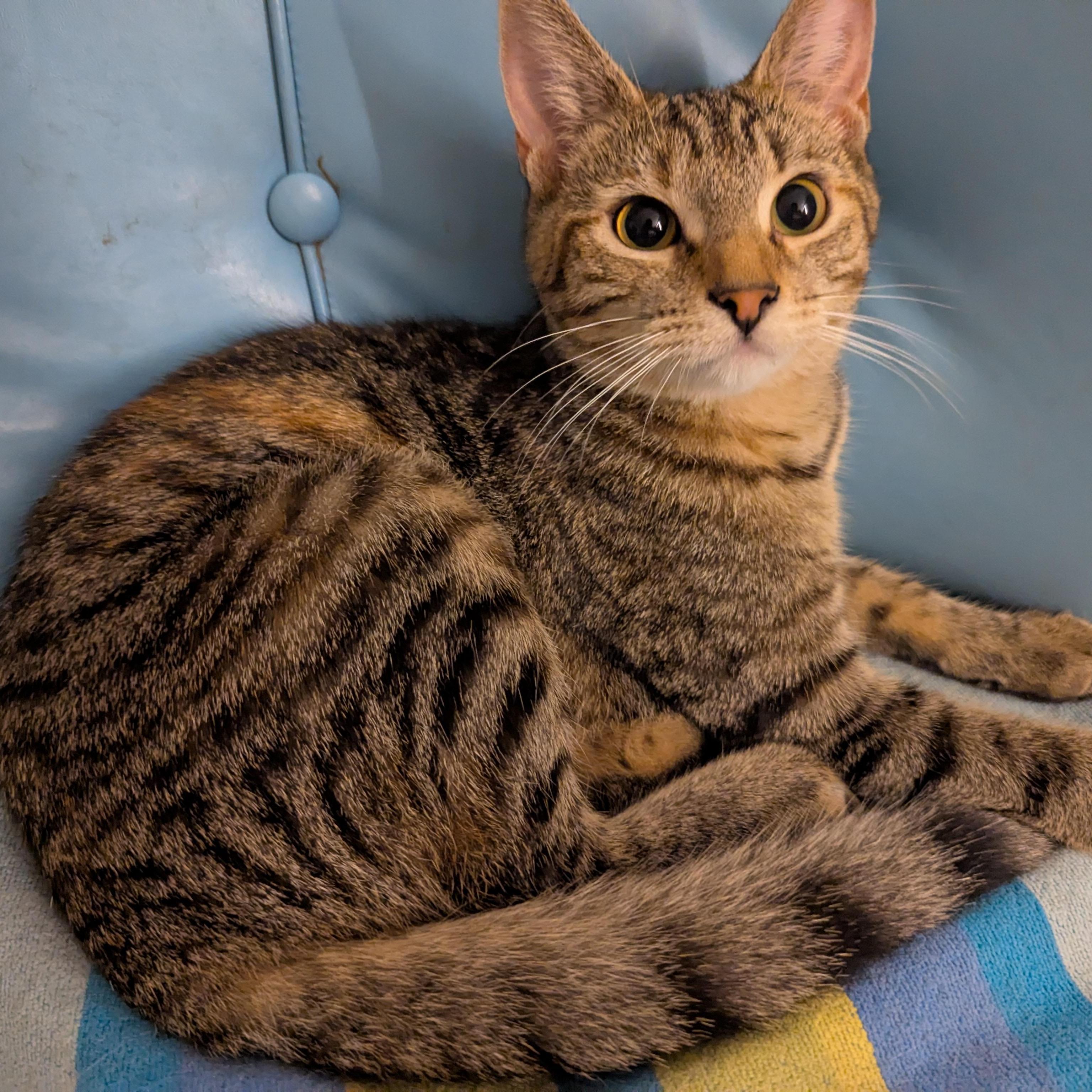 Enlarge Daffodil   -  lap cat, a ADOPTABLE mixed breed in Independence, OH image 2/4