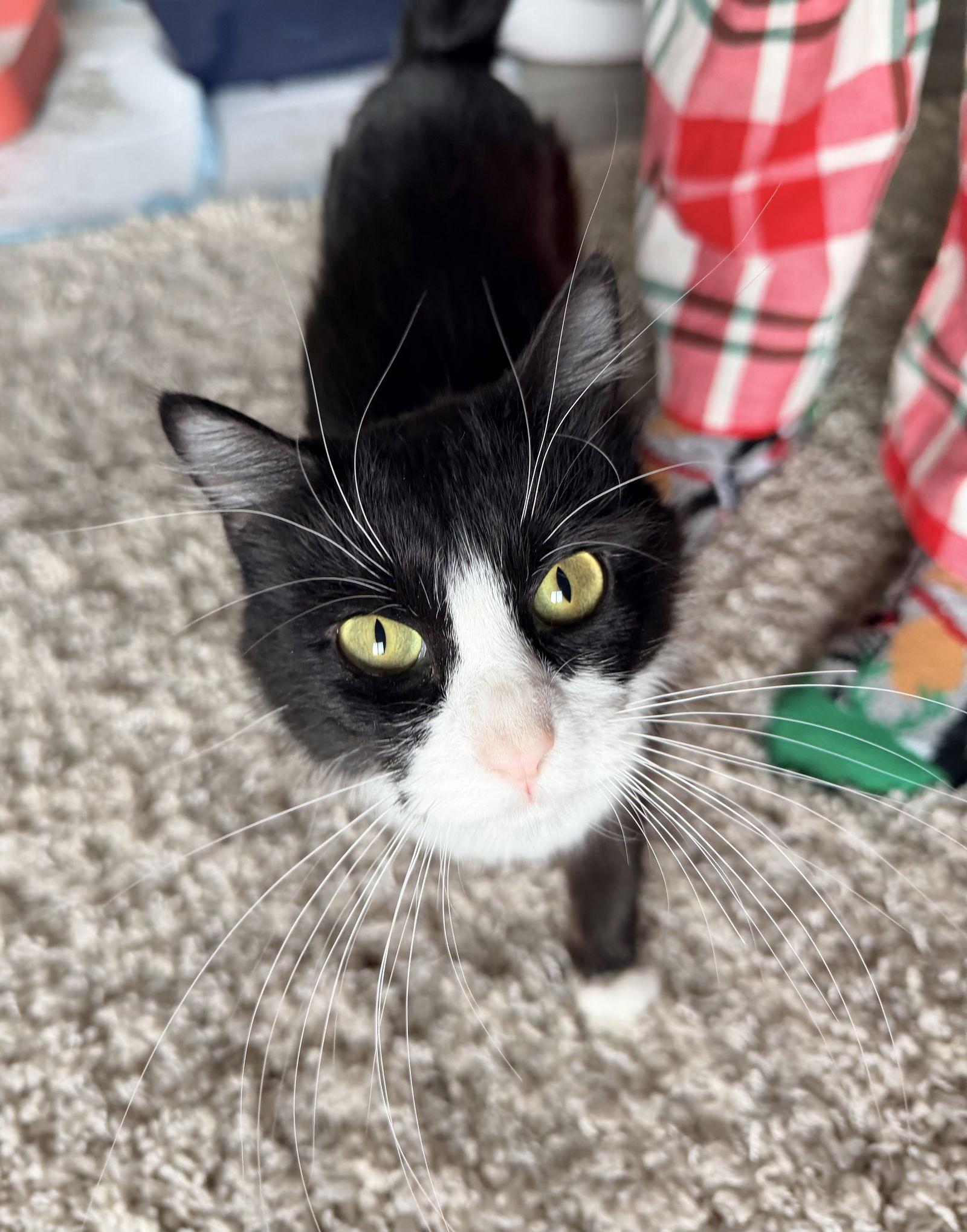Bathory, Adoptable, Young Female Domestic Medium Hair & Tuxedo.