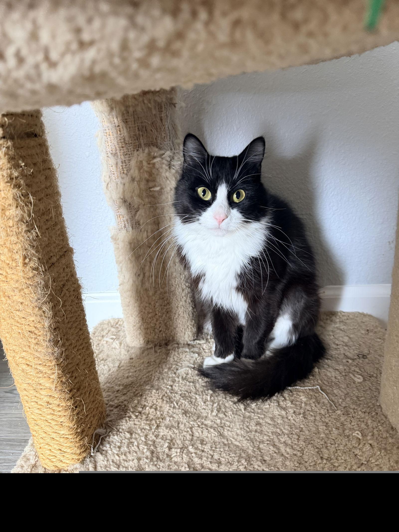 Enlarge Bathory, a Adoptable mixed breed in Colorado Springs, CO image 2/2