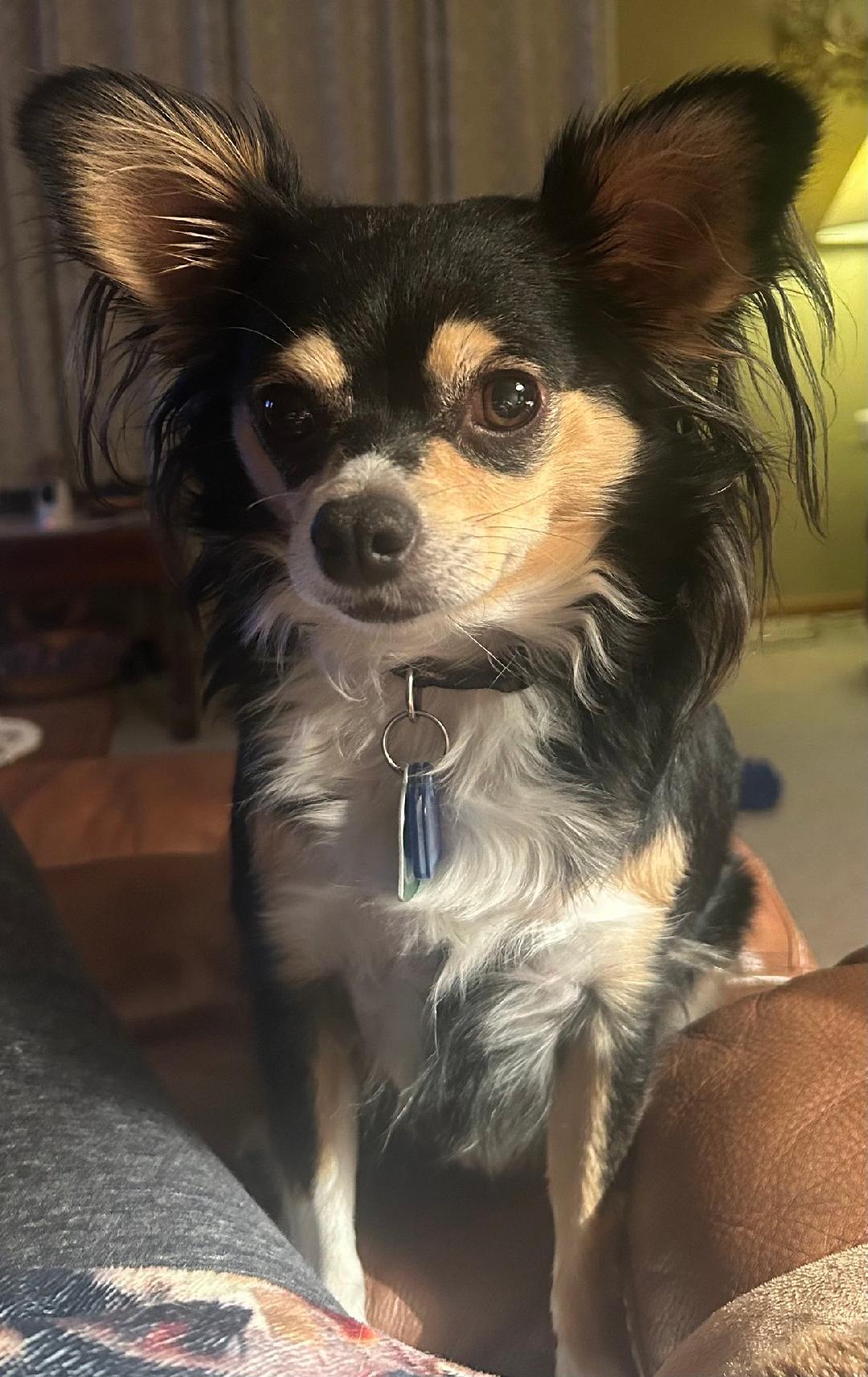 Bandit, a Adoptable Chihuahua image 1/2