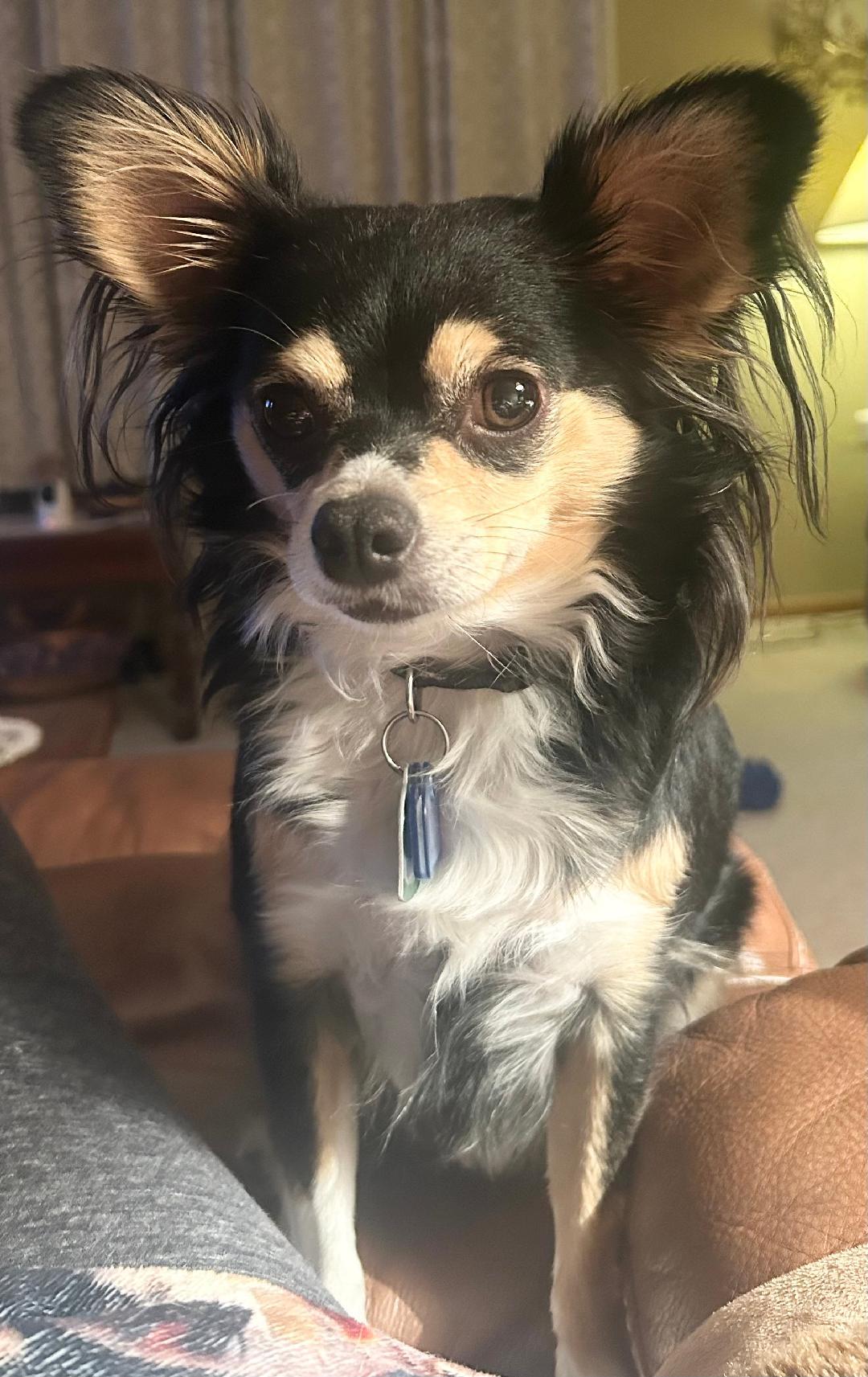 Bandit, a Adoptable Chihuahua image 2/2