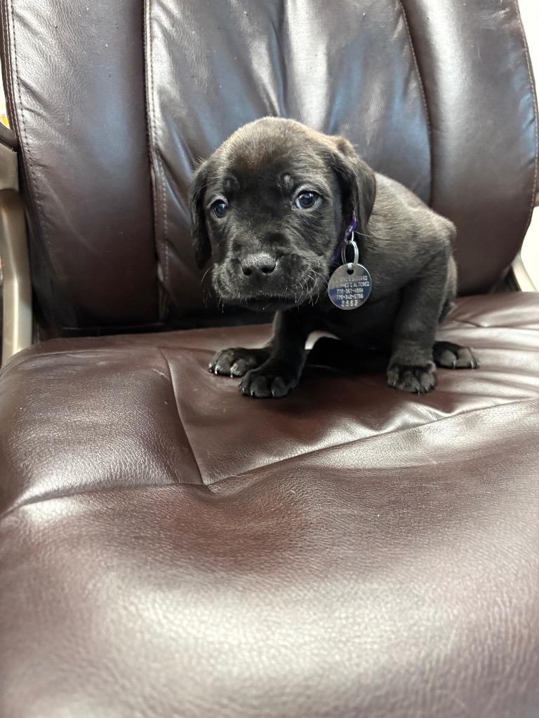 Maids a Milking, Adoptable, Puppy Female Labrador Retriever & Boxer.