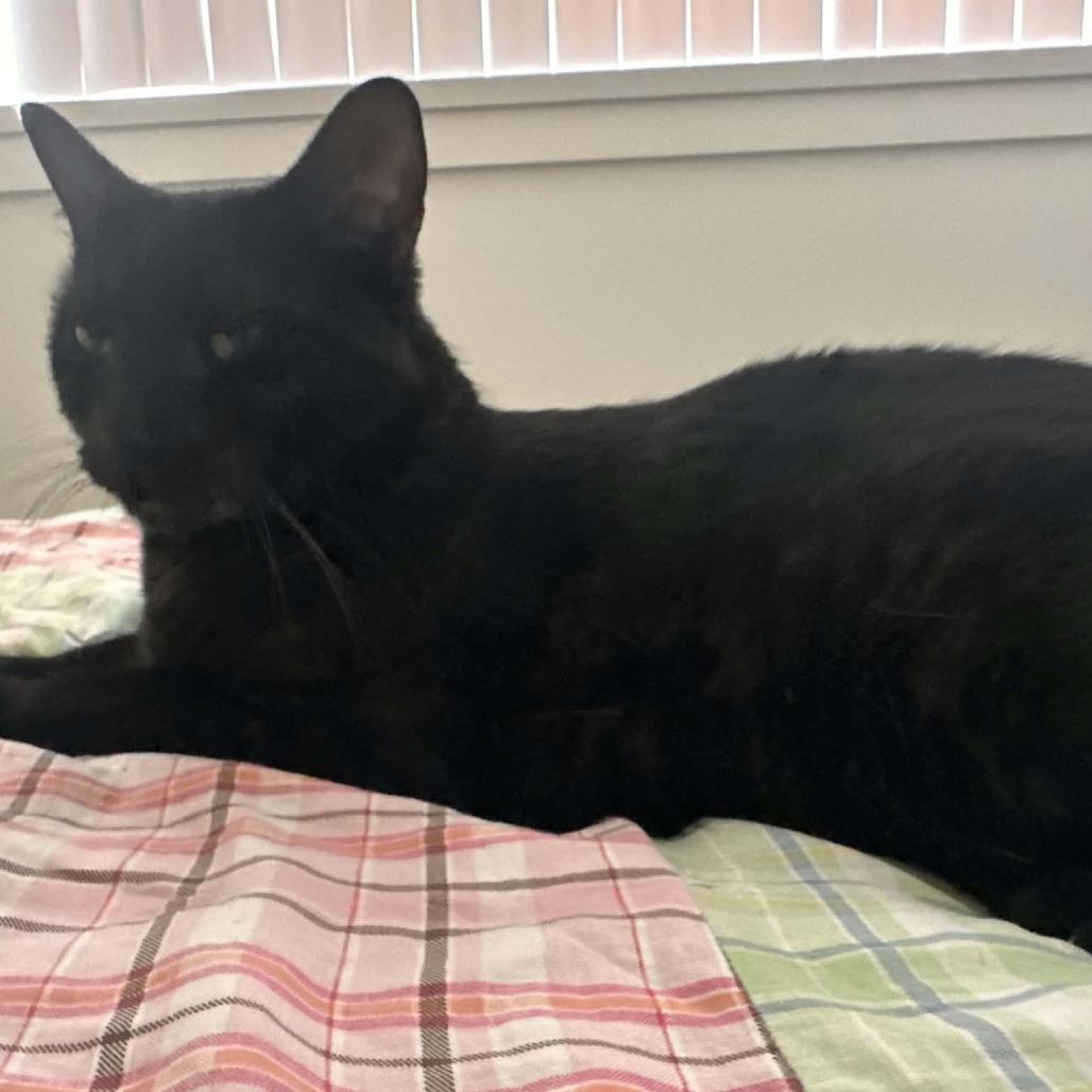Oliver, Adoptable, Adult Male Domestic Short Hair.