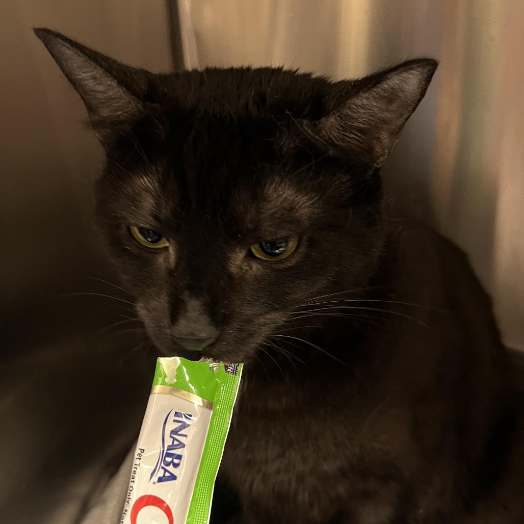 Enlarge Oliver, a Adoptable Domestic Short Hair in Abbotsford, BC image 2/6
