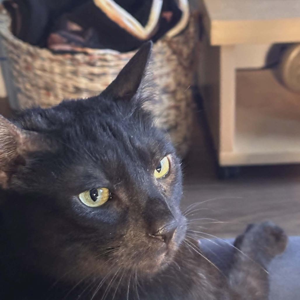 Enlarge Oliver, a Adoptable Domestic Short Hair in Abbotsford, BC image 4/6