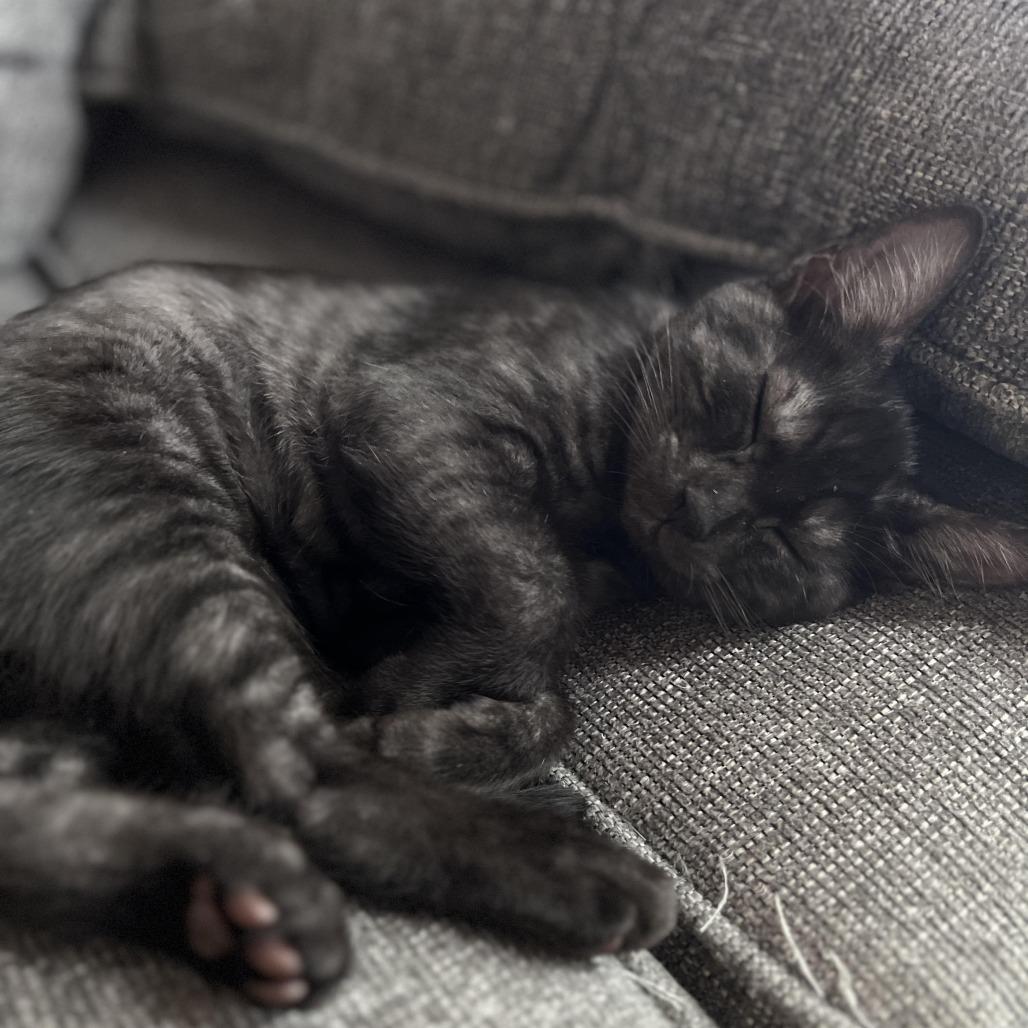 Enlarge Oliver, a Adoptable Domestic Short Hair in Abbotsford, BC image 5/6