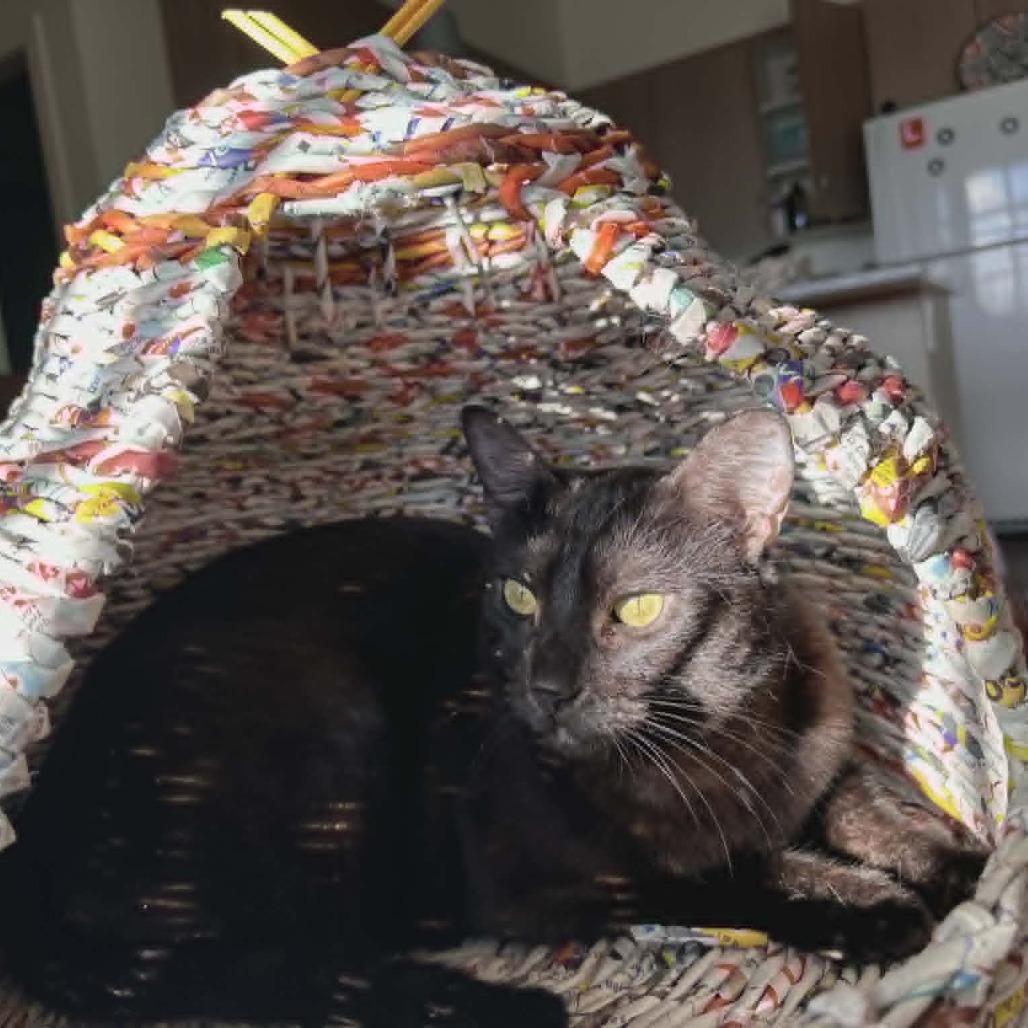 Enlarge Oliver, a Adoptable Domestic Short Hair in Abbotsford, BC image 6/6